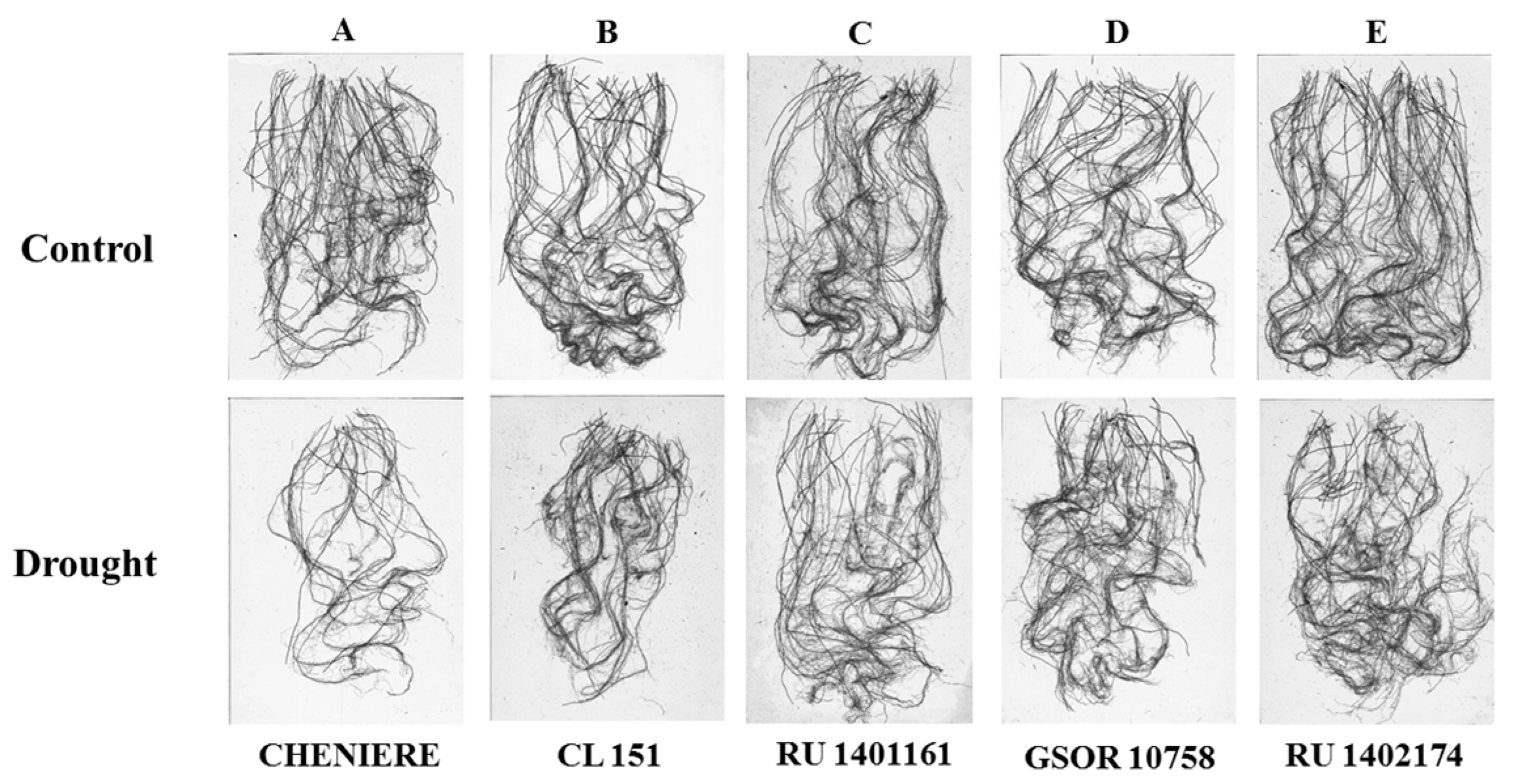 Agronomy 09 00199 g003
