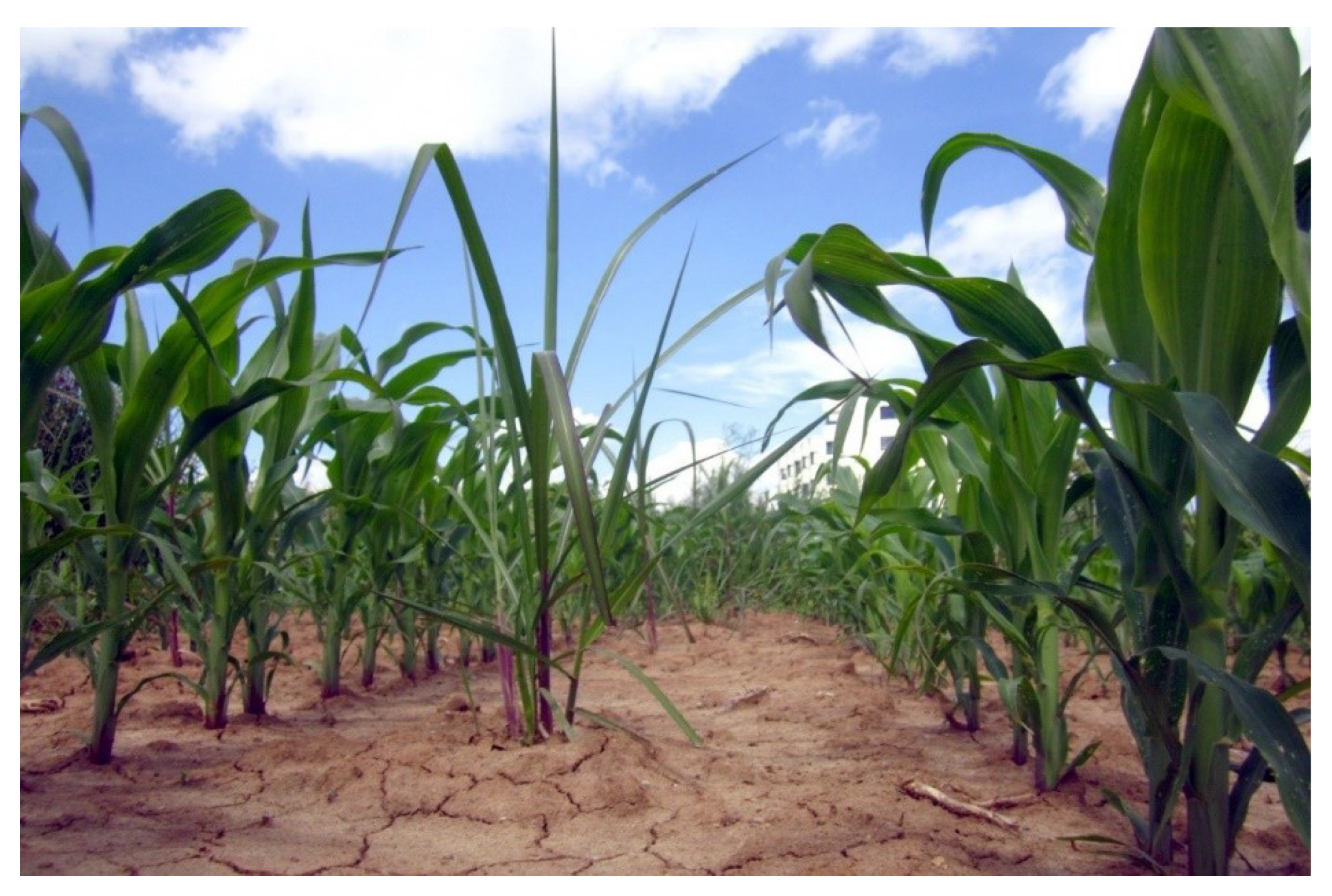 Agronomy 09 00237 g0a1 Agronomy 09 00237 g0a1