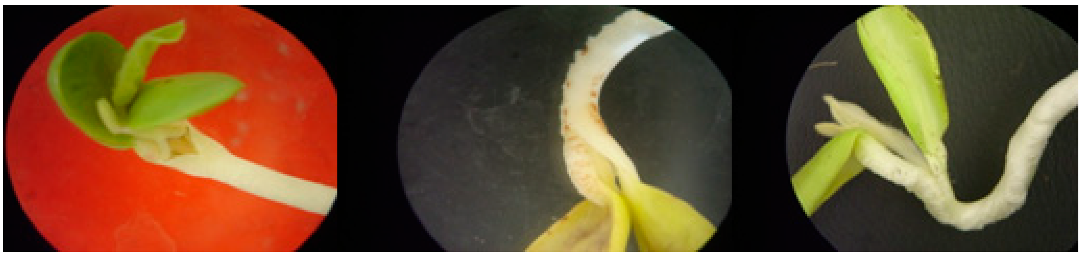 Agronomy 09 00269 g005