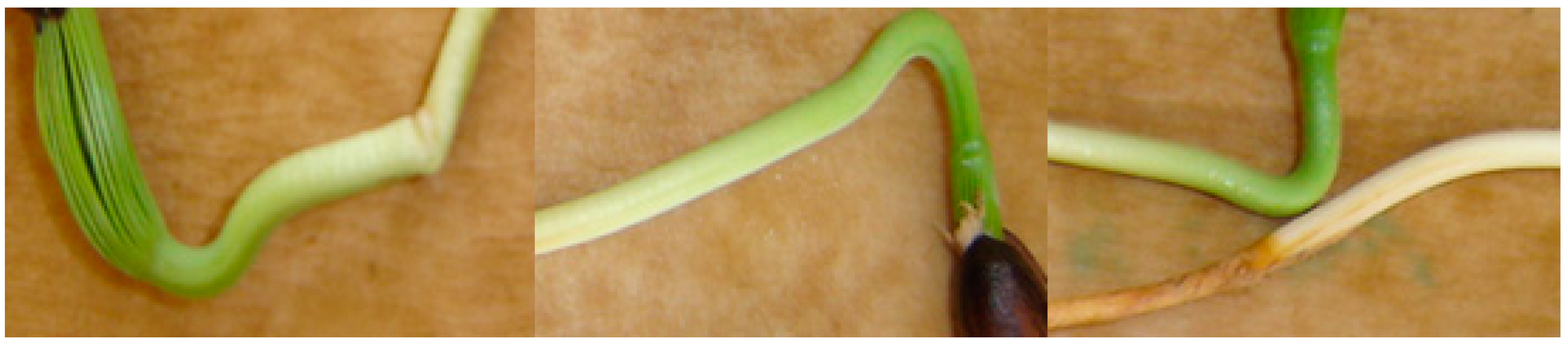 Agronomy 09 00269 g008