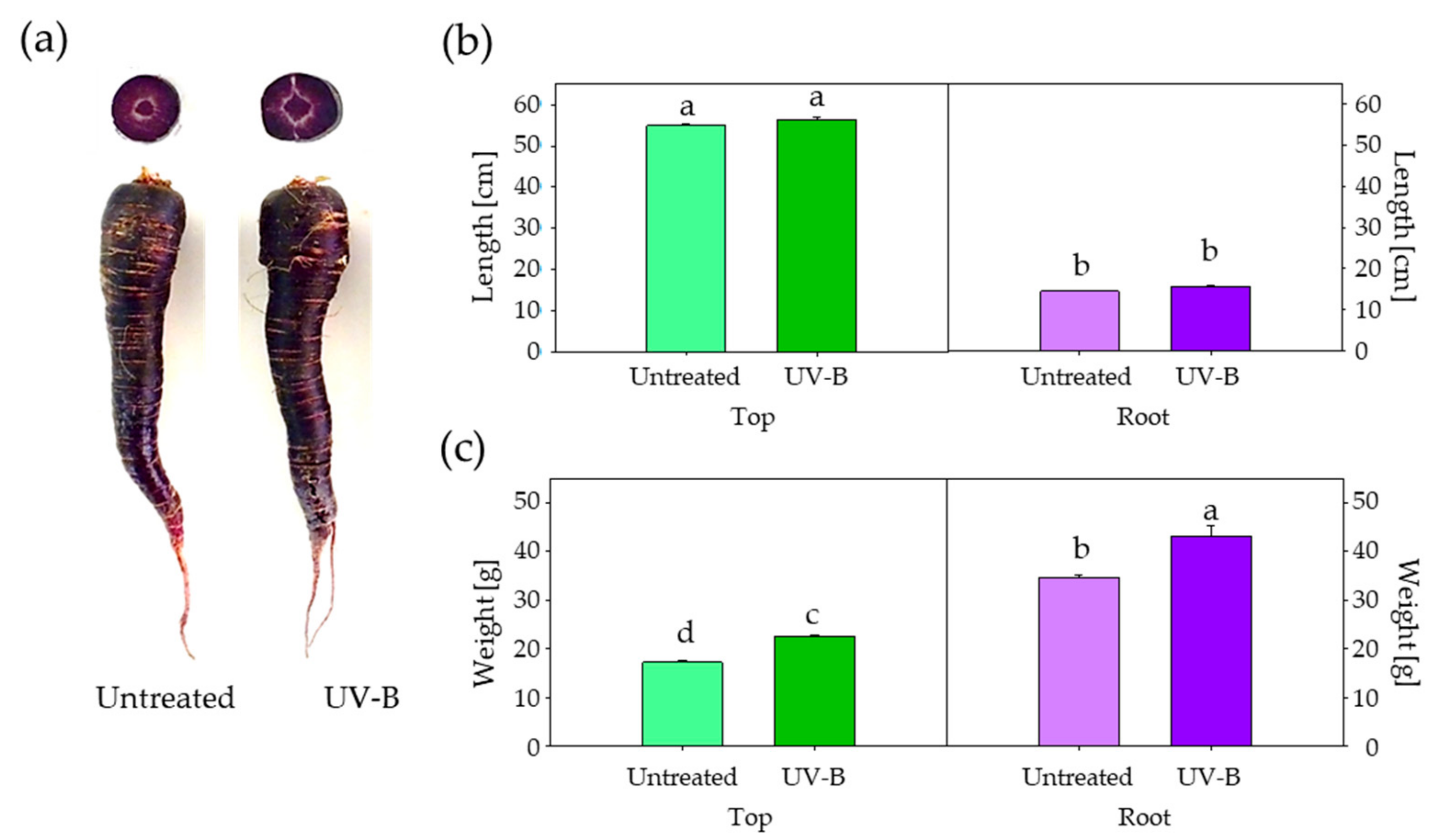 Agronomy Free Full Text UV B Exposure of Black Carrot Daucus