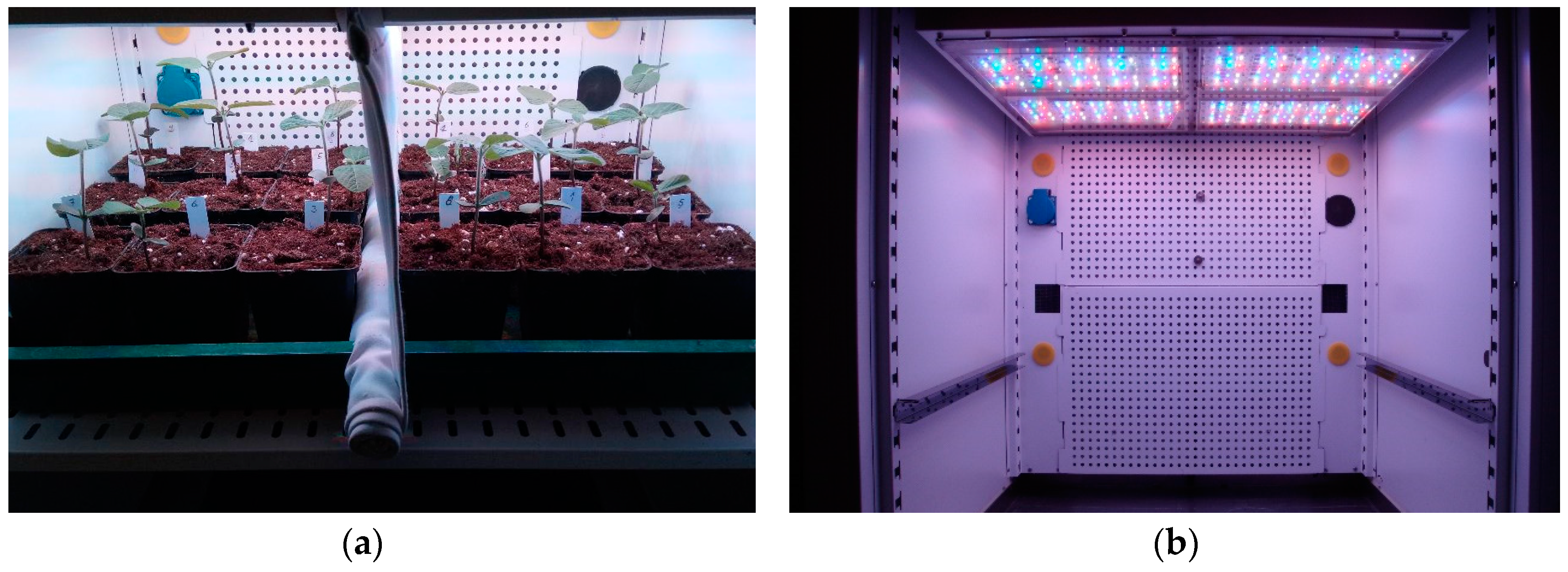 Agronomy 09 00428 g001