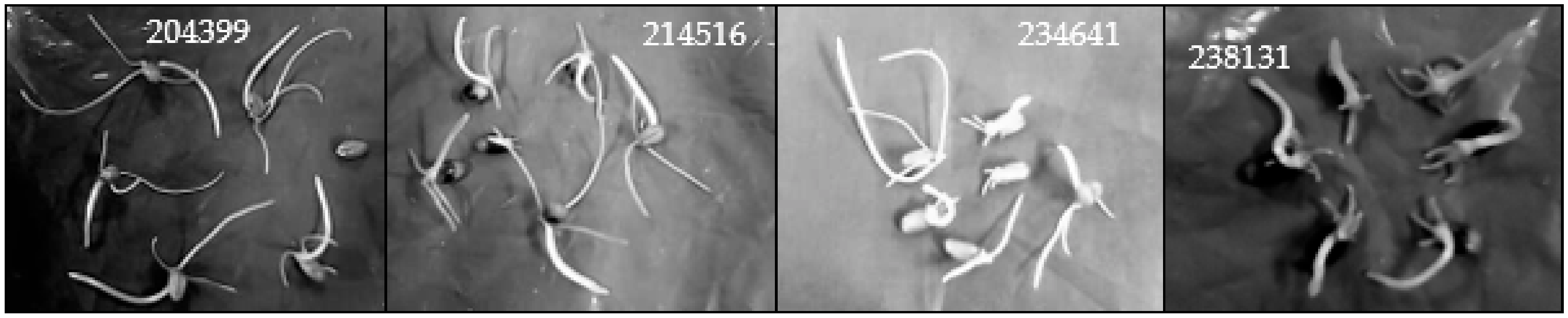 Agronomy 09 00440 g001