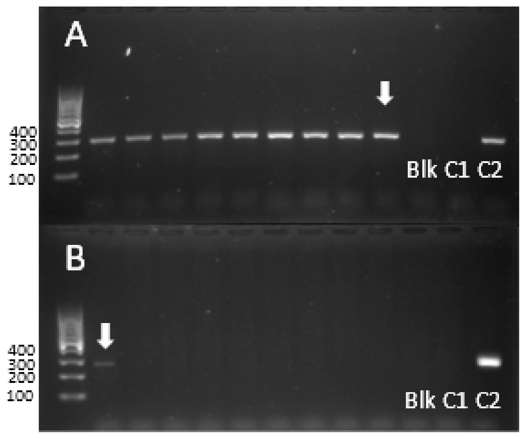Agronomy 09 00440 g006