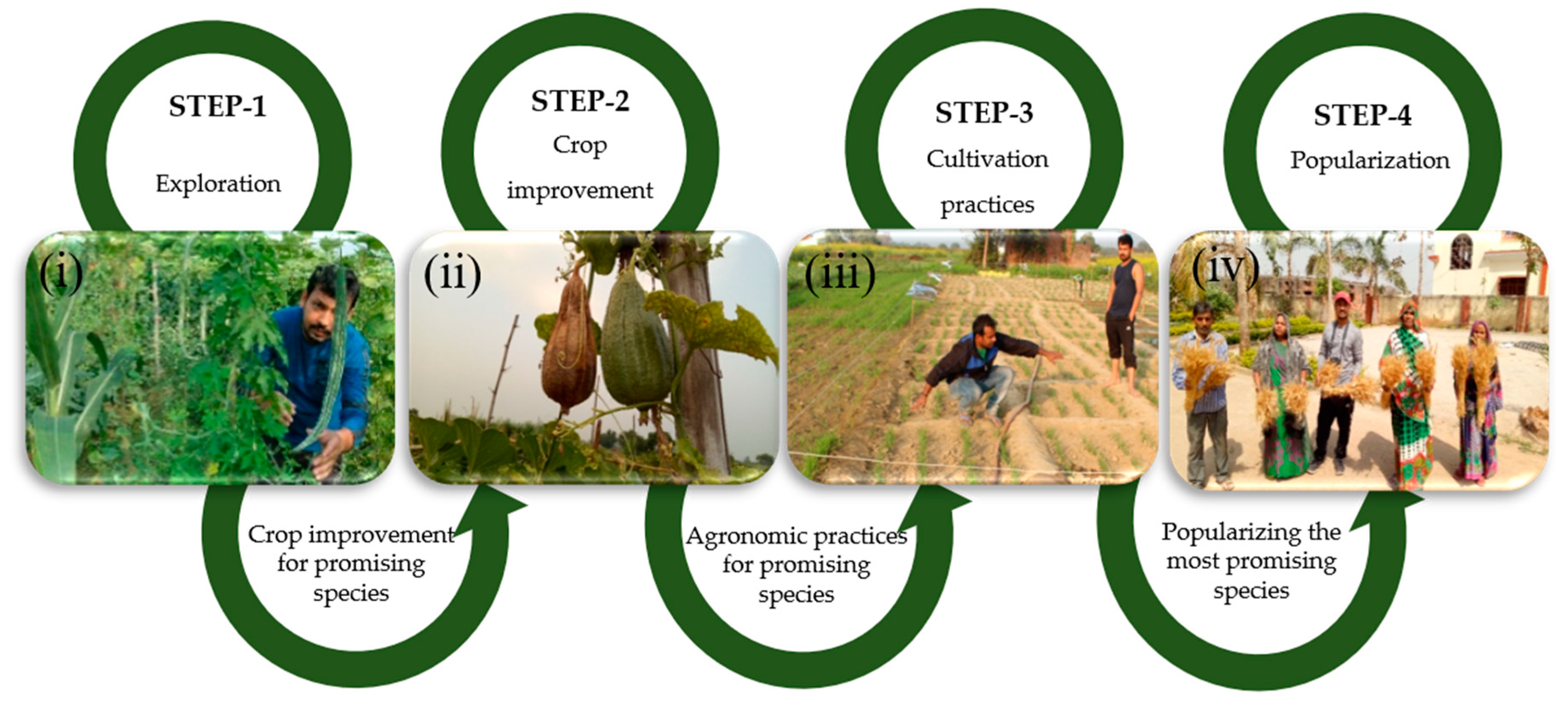 Agronomy Free Full Text Domesticating The Undomesticated For Global