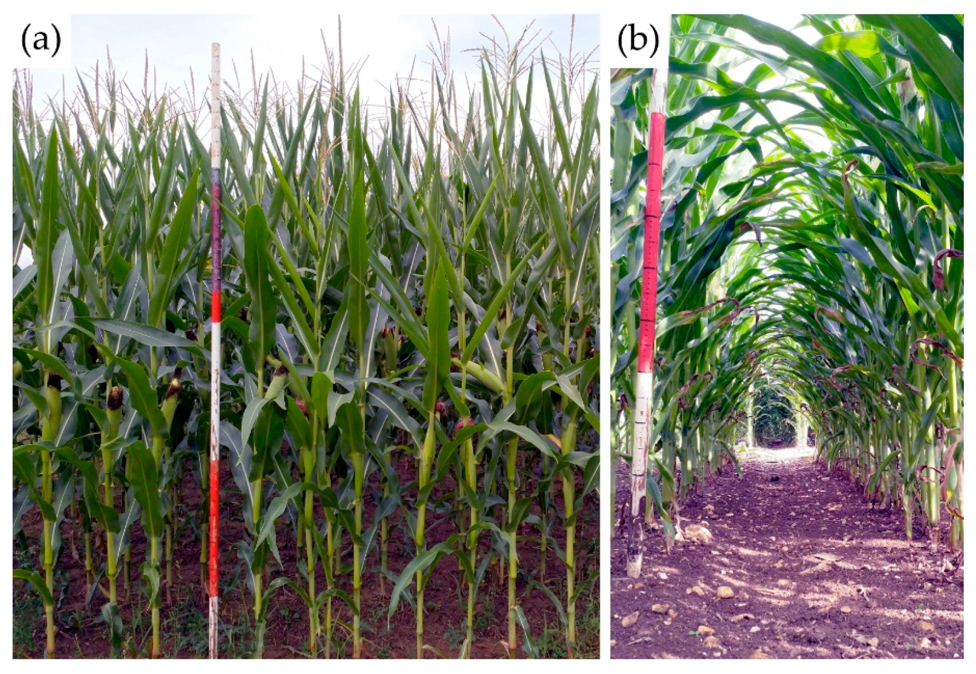 Agronomy 09 00605 g002 Agronomy 09 00605 g002