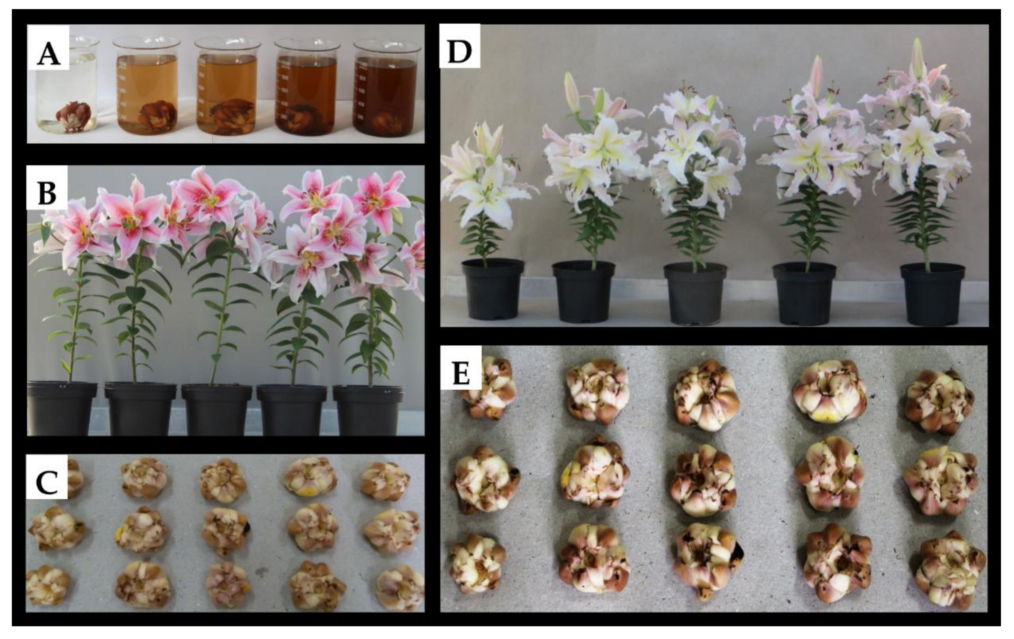 Agronomy | Free Full-Text | Stimulatory Effect of Silver Nanoparticles on  the Growth and Flowering of Potted Oriental Lilies