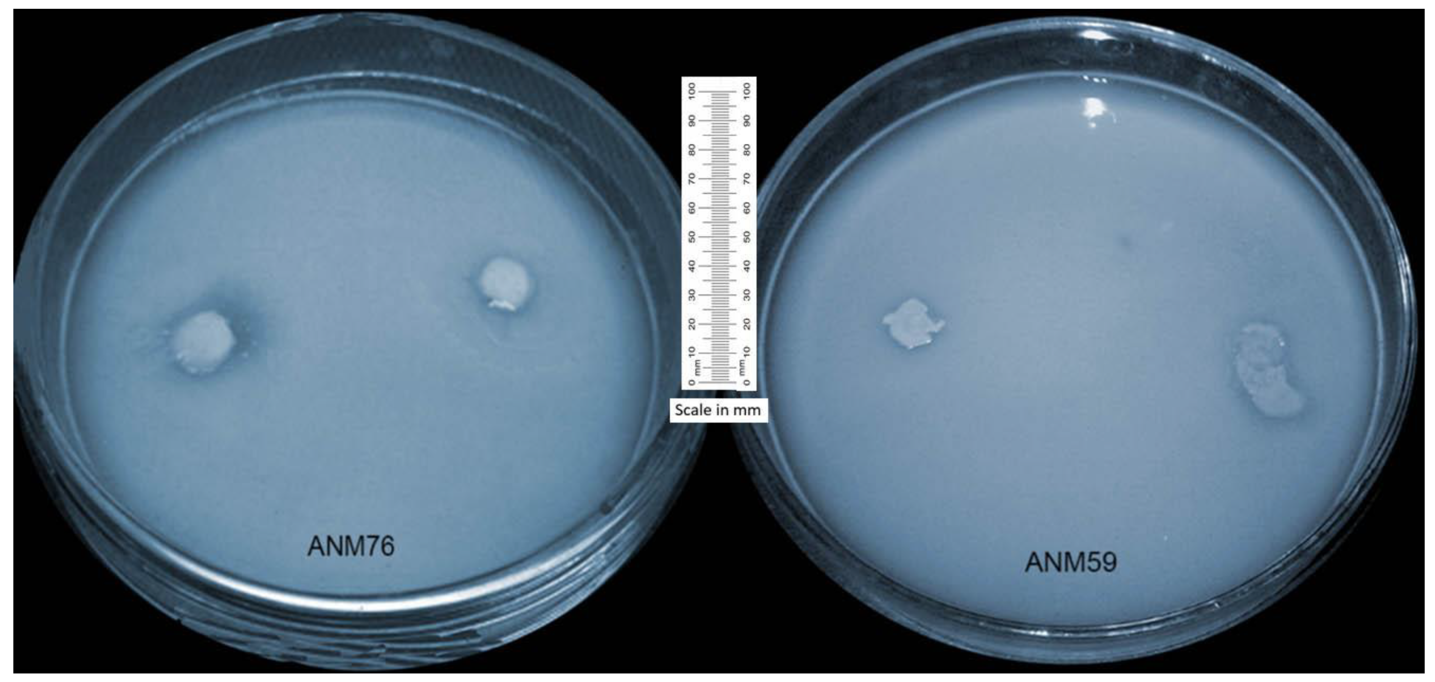 Agronomy 09 00621 g001