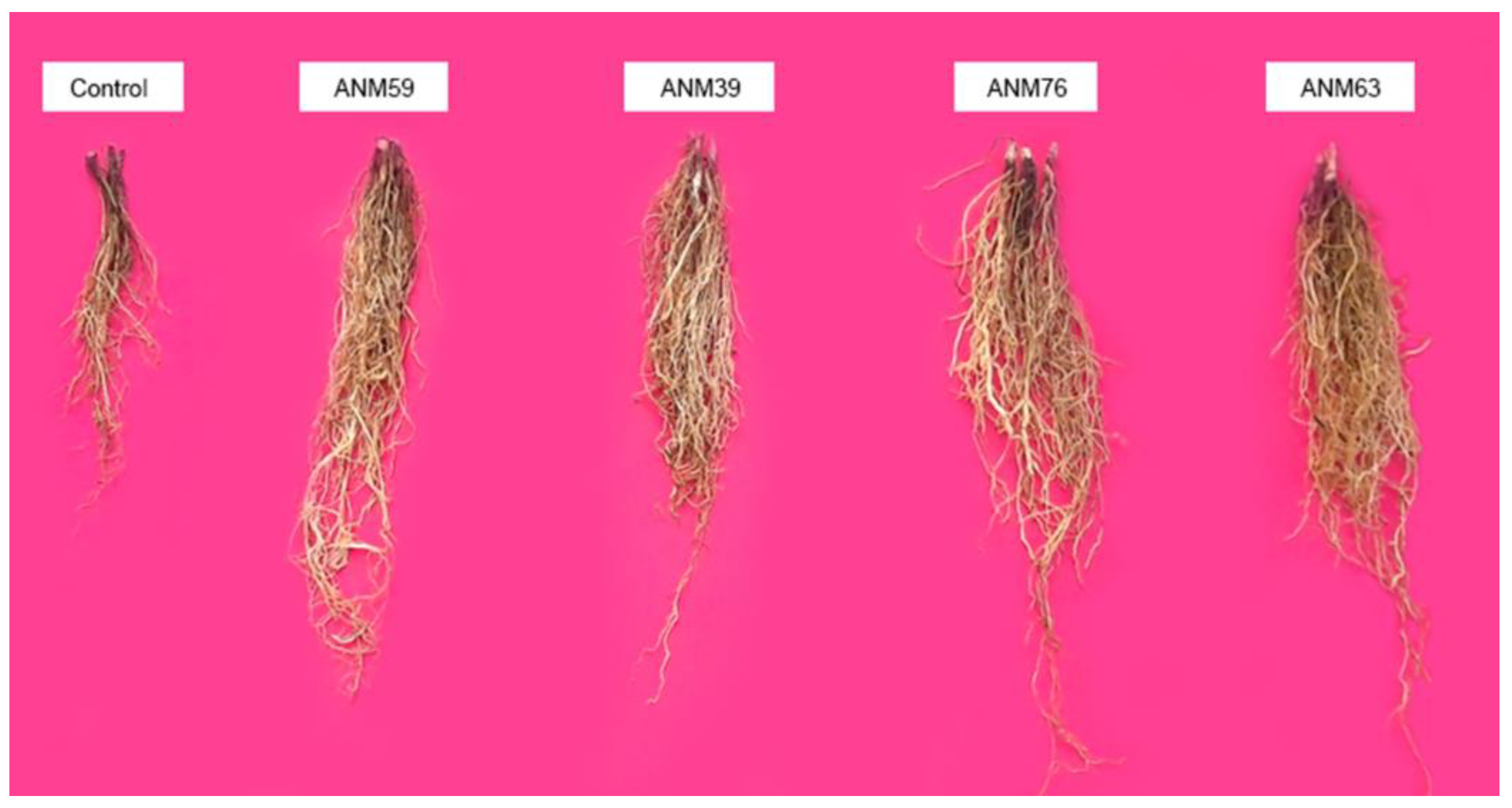 Agronomy 09 00621 g003