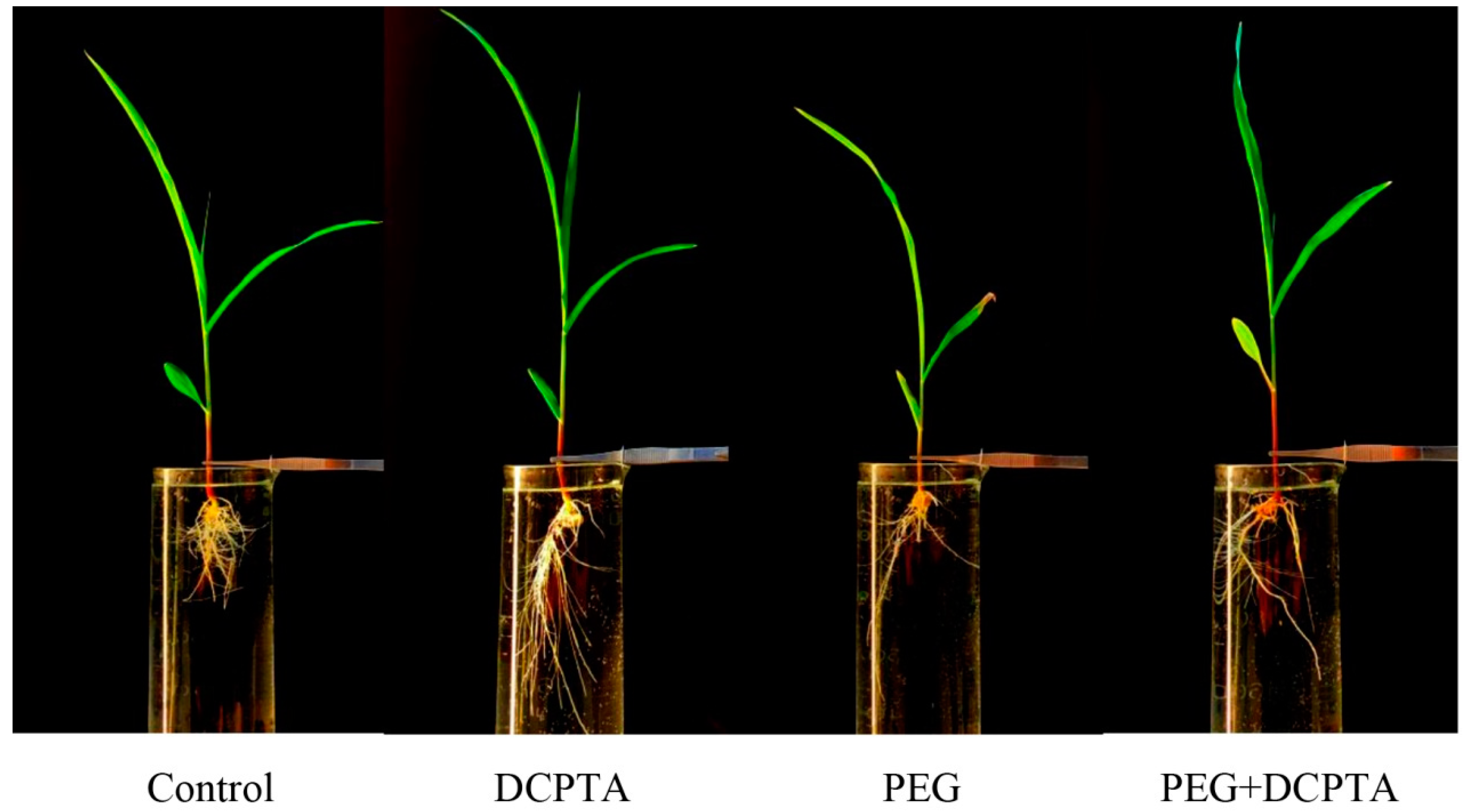Agronomy 09 00676 g001