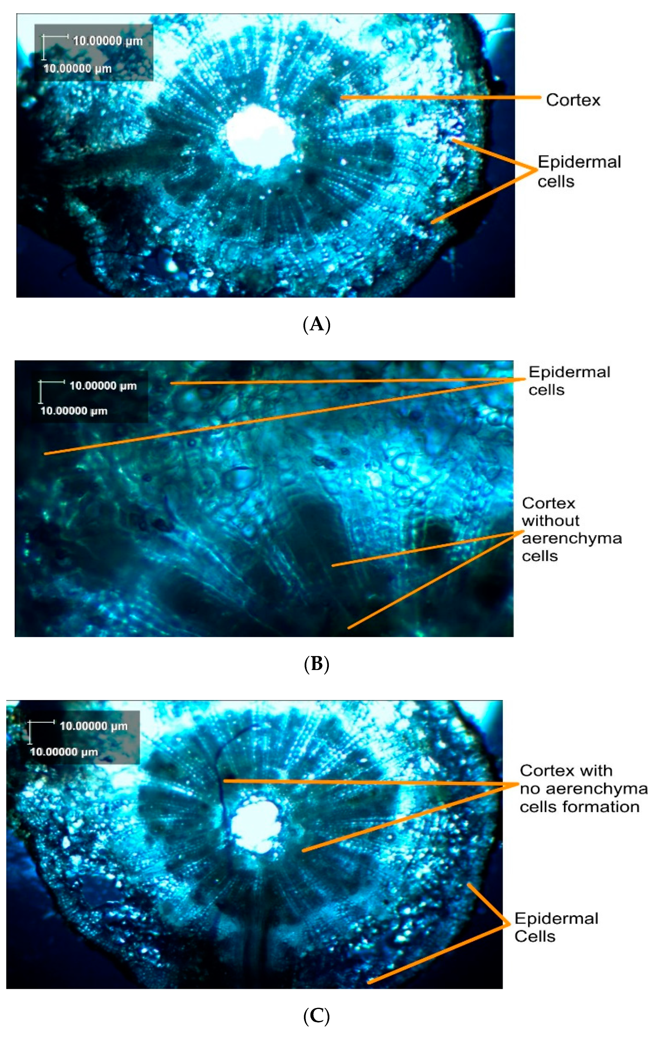Agronomy 09 00679 g002 Agronomy 09 00679 g002