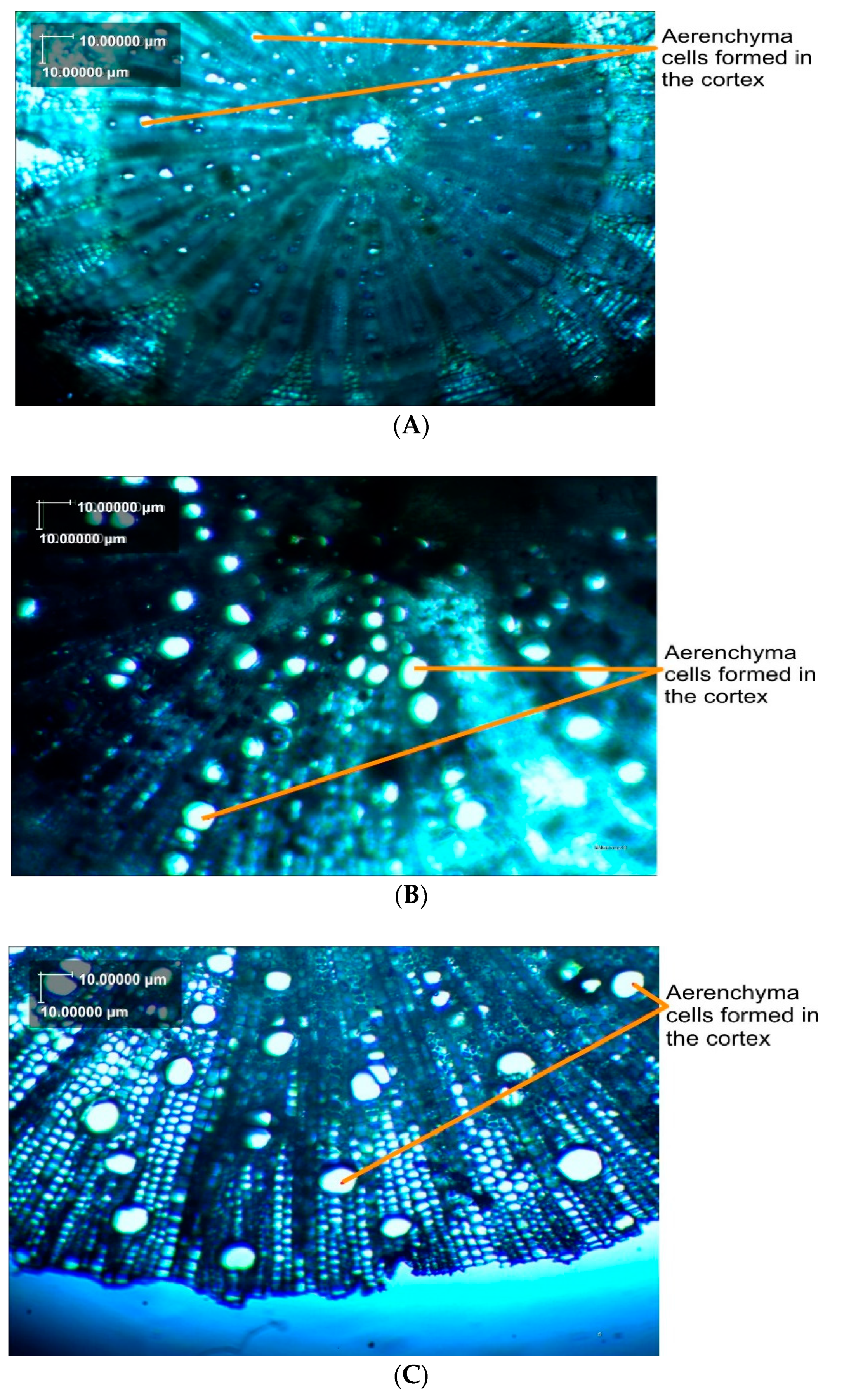 Agronomy 09 00679 g003 Agronomy 09 00679 g003