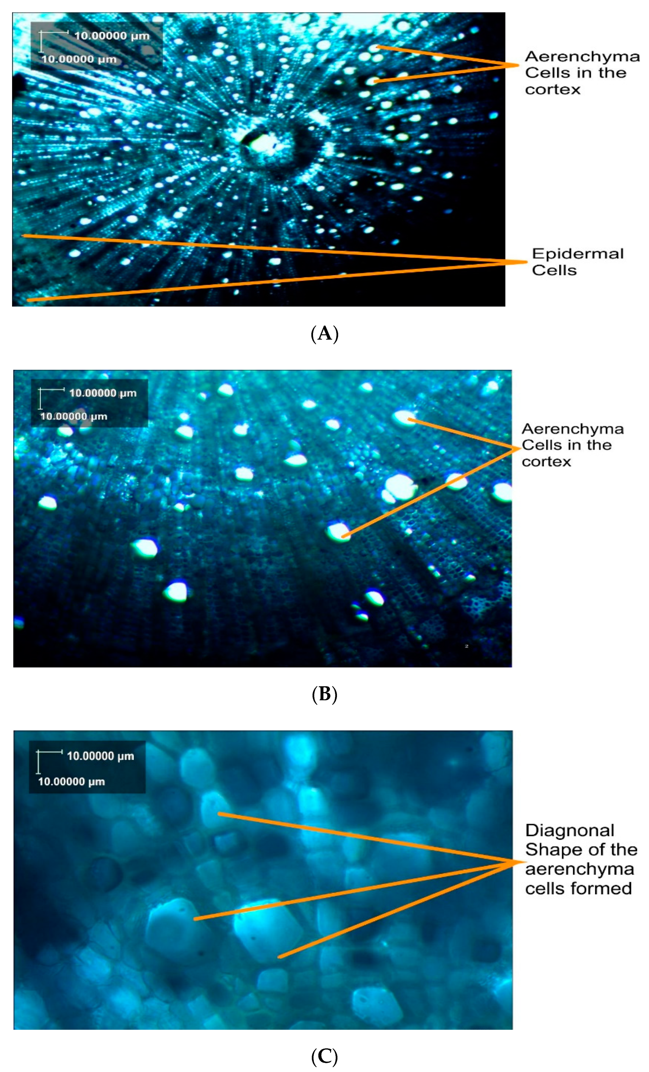 Agronomy 09 00679 g004 Agronomy 09 00679 g004