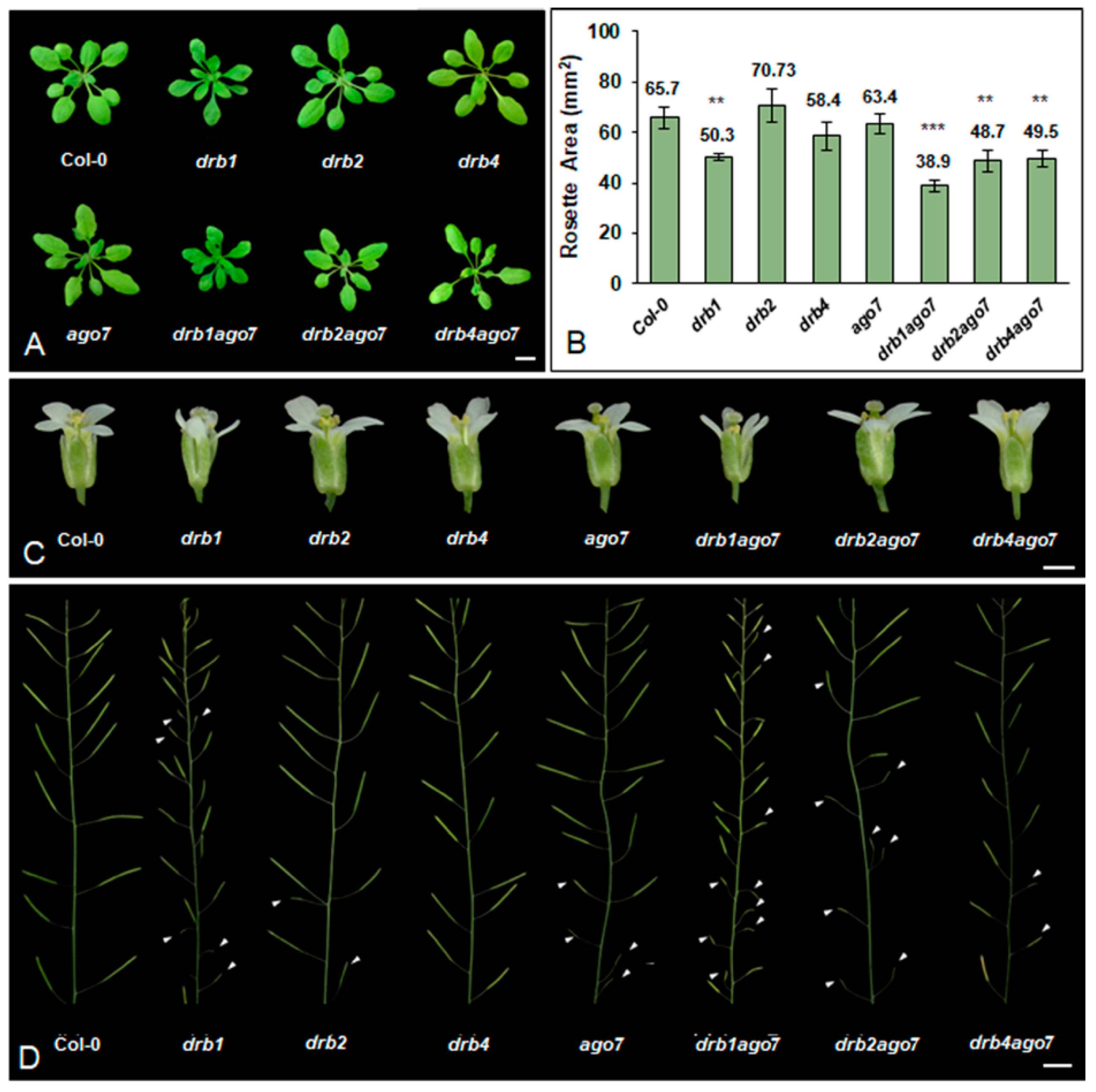 Agronomy 09 00680 g001 Agronomy 09 00680 g001