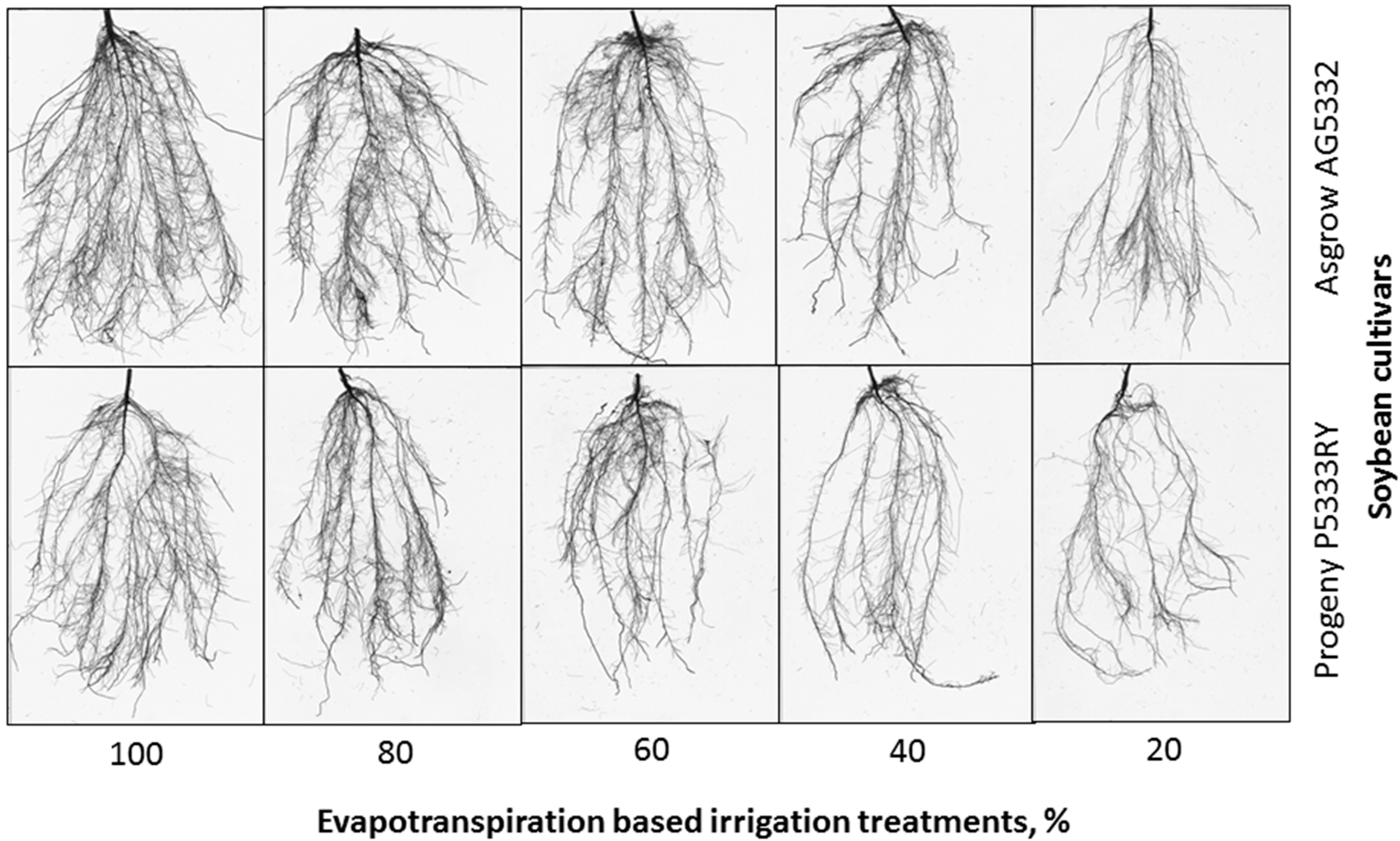 Agronomy 09 00836 g001