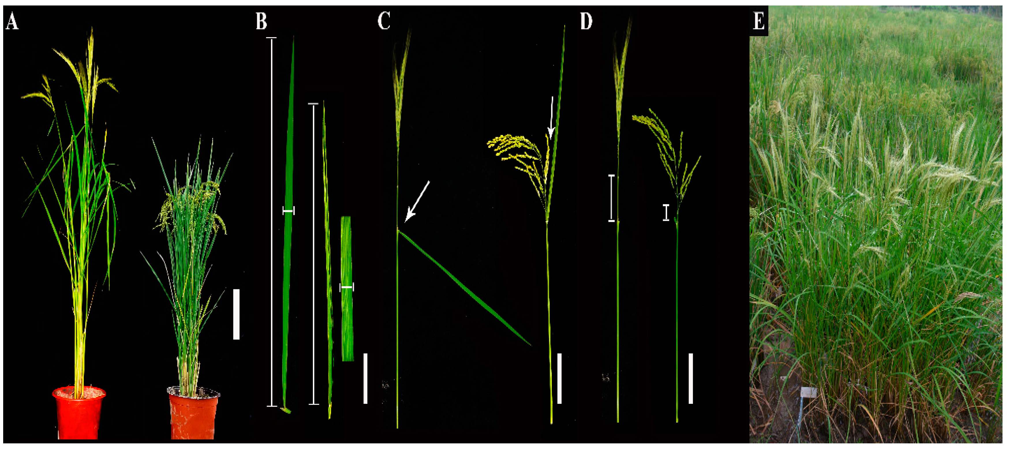 Agronomy 10 00028 g001