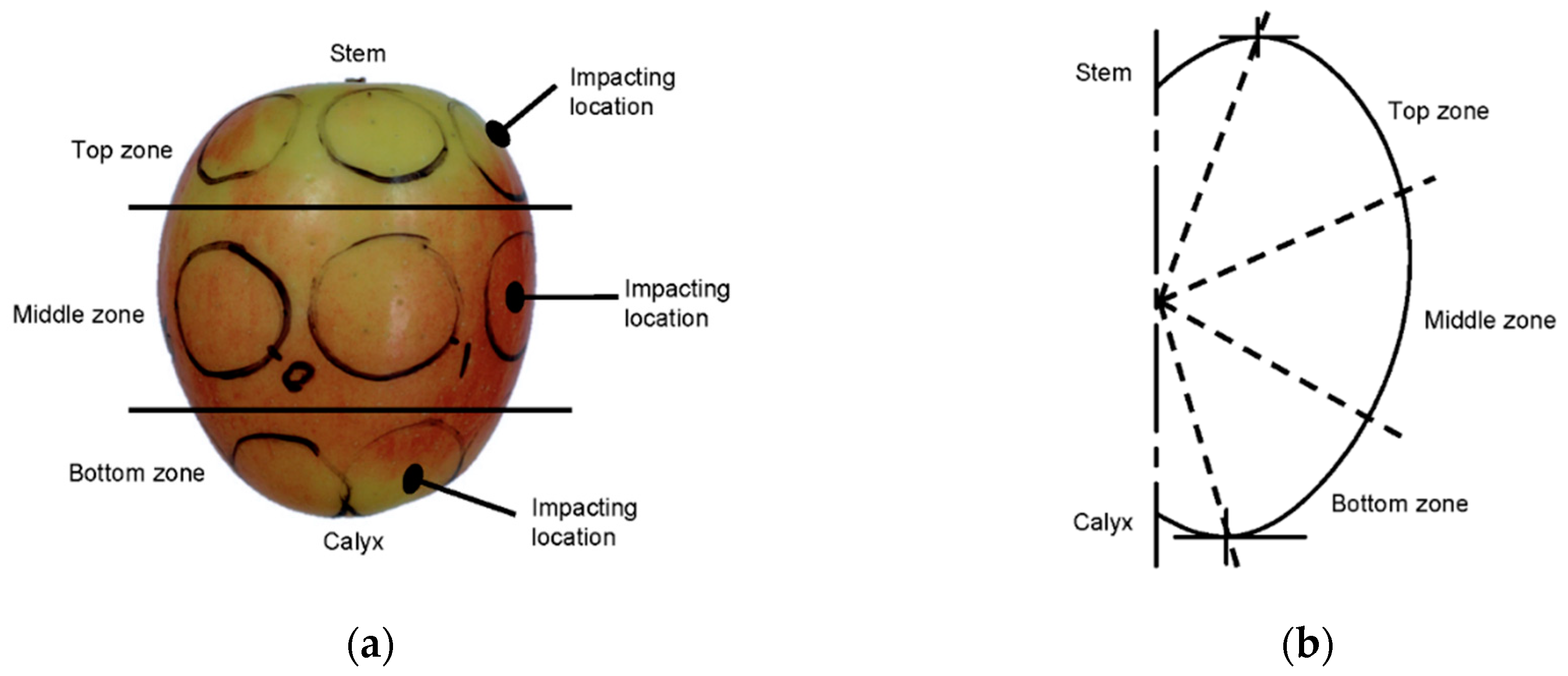 Agronomy Free Full Text Bruise Patterns Of Fresh Market Apples Caused By Fruit To Fruit Impact Html