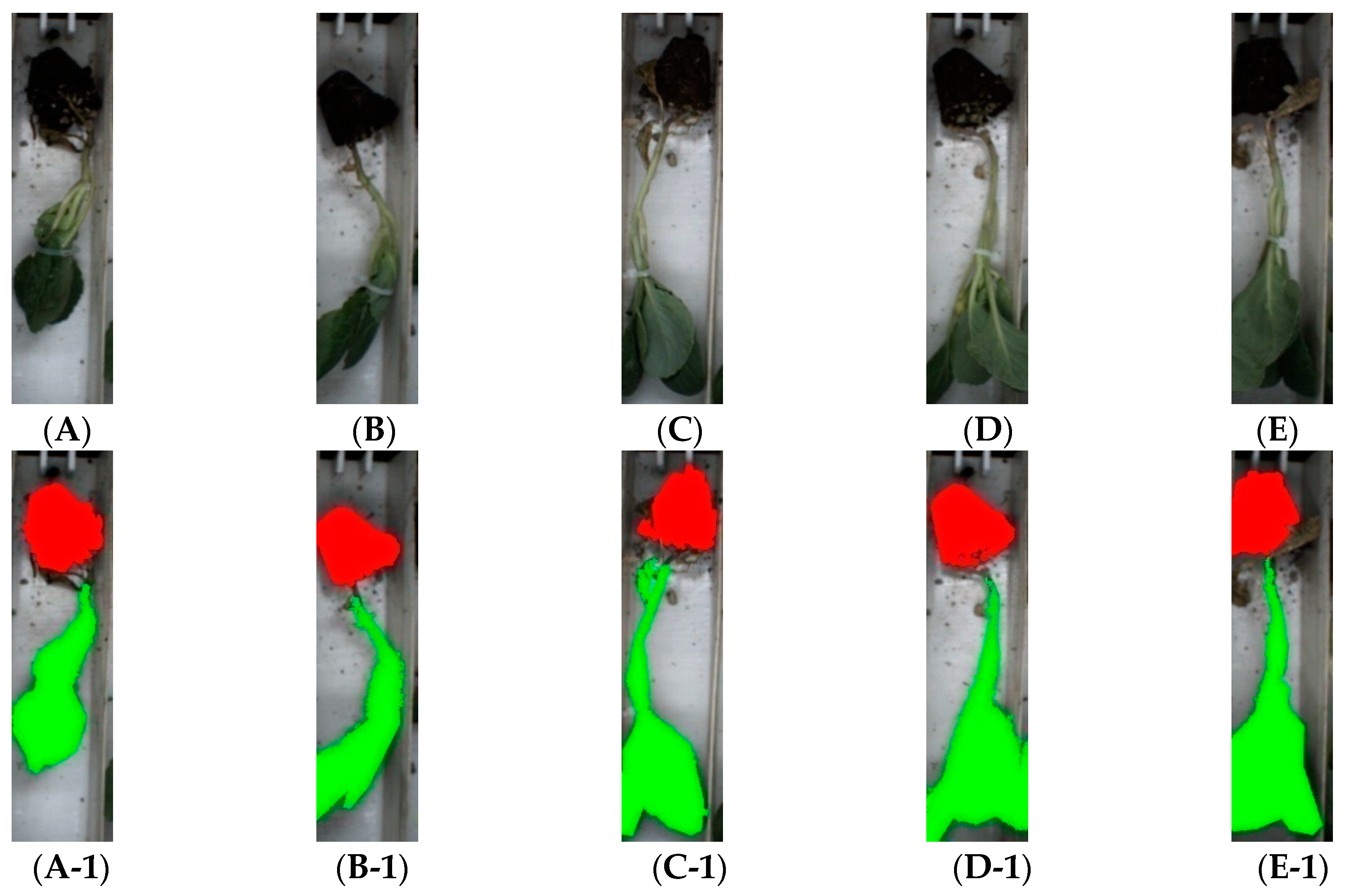 Agronomy 10 00065 g012