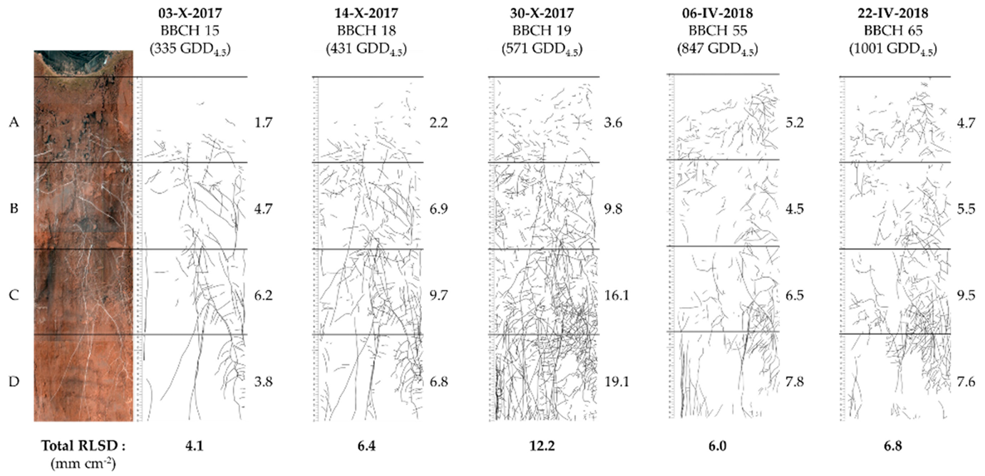 Agronomy Free Full Text In Field Observation Of Root Growth And Nitrogen Uptake Efficiency Of Winter Oilseed Rape Html