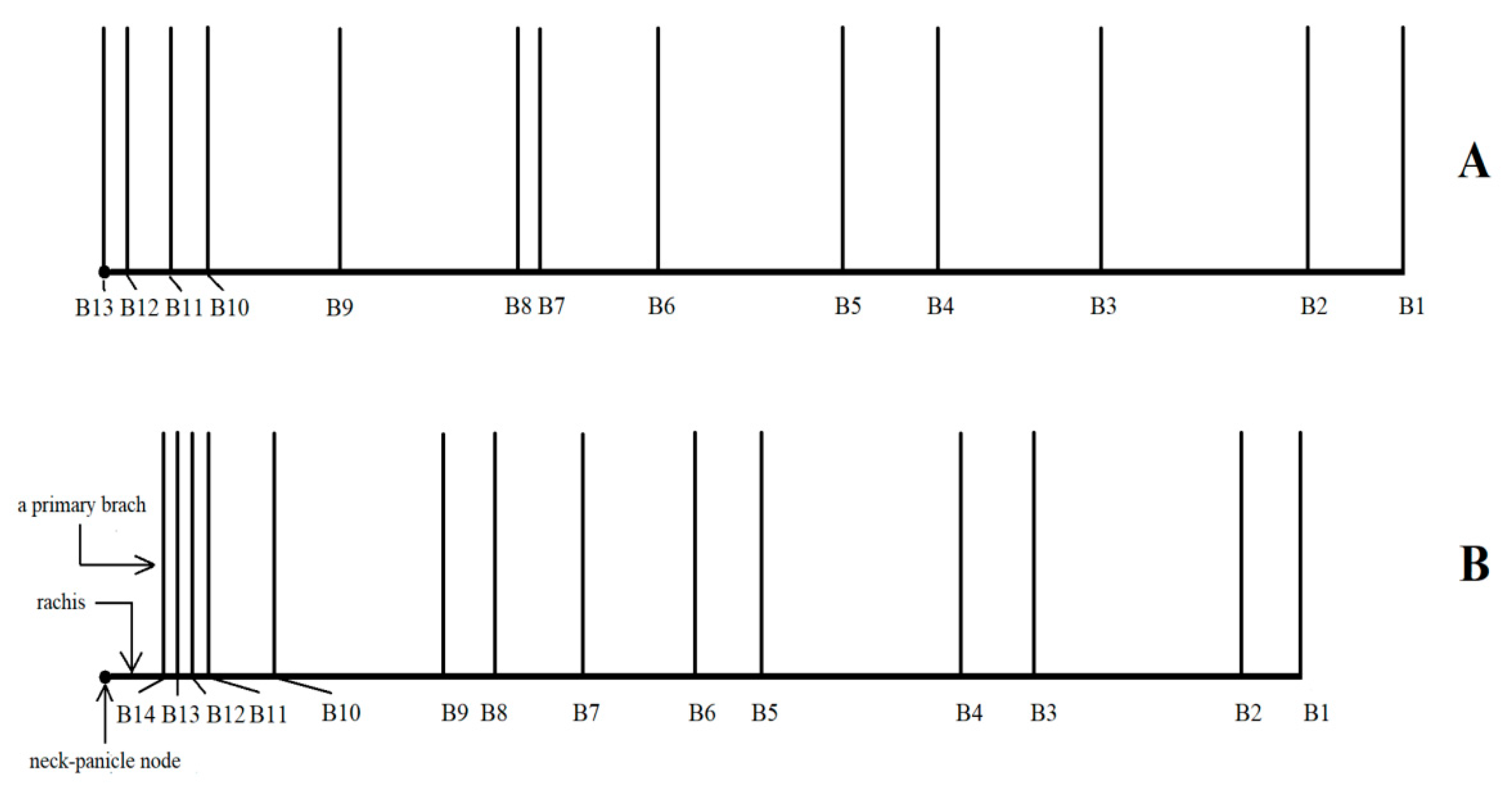 Agronomy 10 00223 g007 Agronomy 10 00223 g007