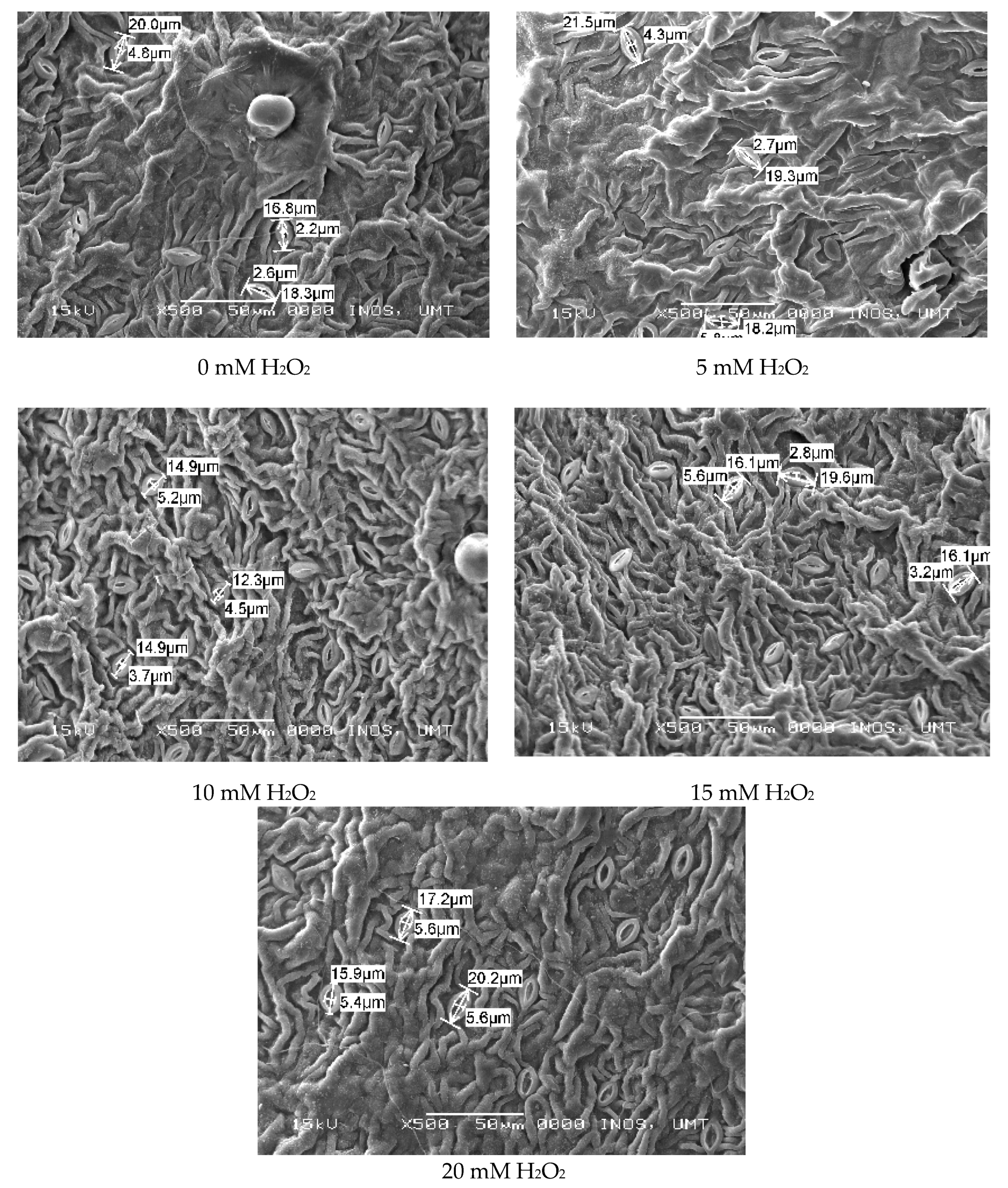 Agronomy 10 00497 g003