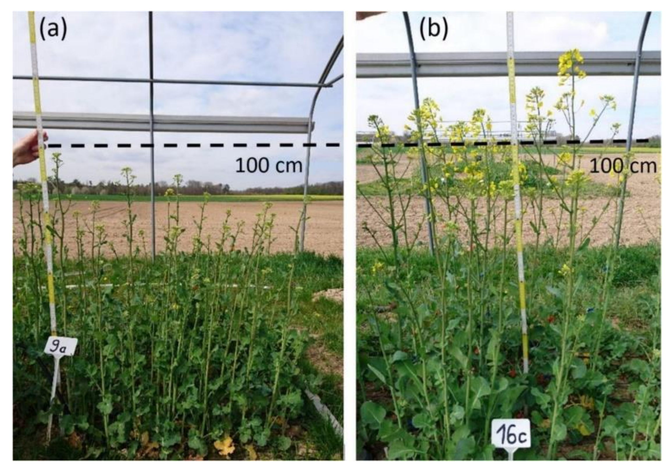 Agronomy 10 00520 g003 Agronomy 10 00520 g003