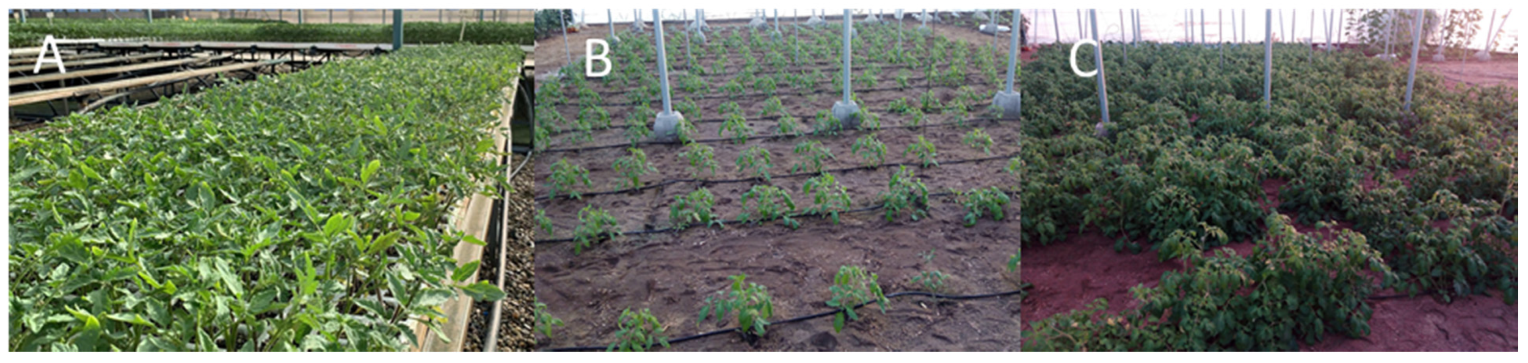 Agronomy 10 00597 g002 Agronomy 10 00597 g002