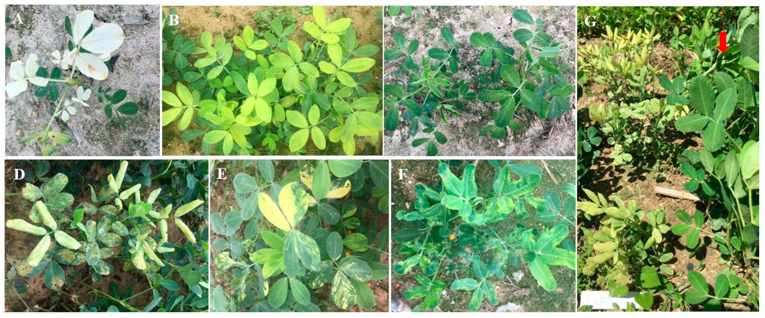 Agronomy 10 00655 g007