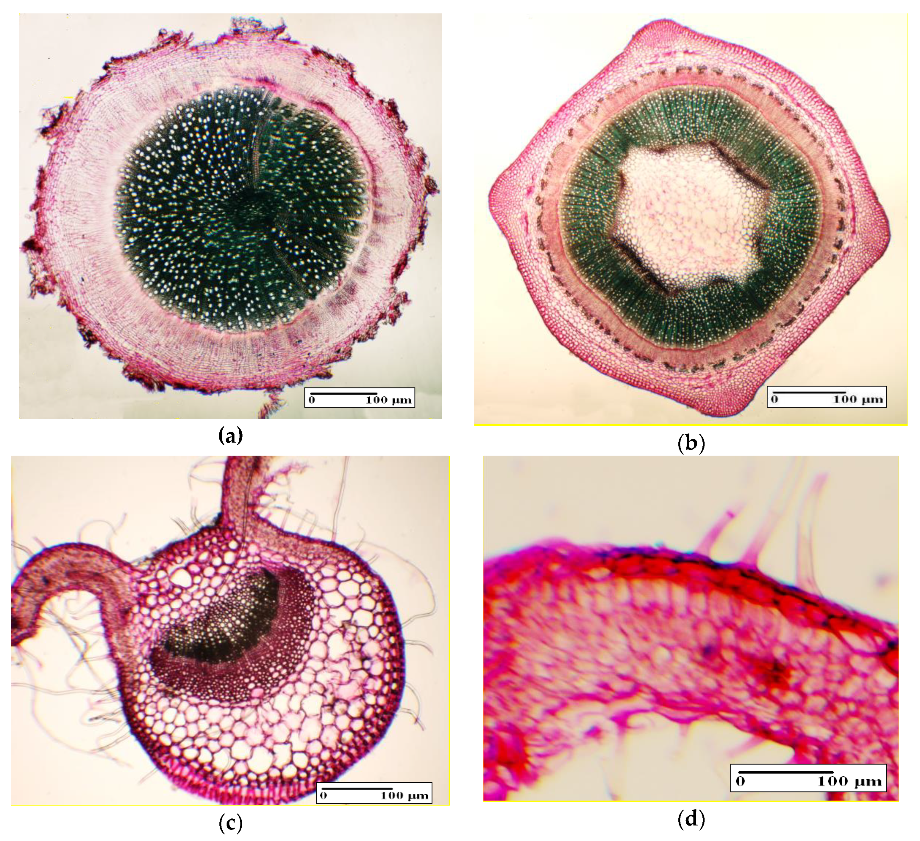 Agronomy 10 00676 g003 Agronomy 10 00676 g003