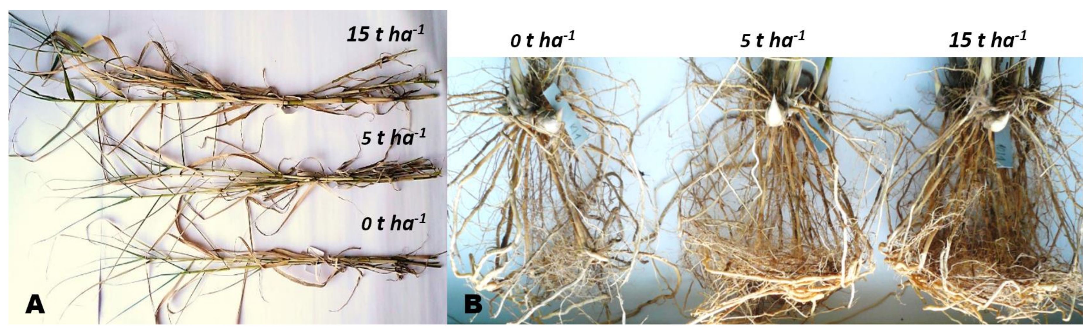 Agronomy 10 00678 g004 Agronomy 10 00678 g004