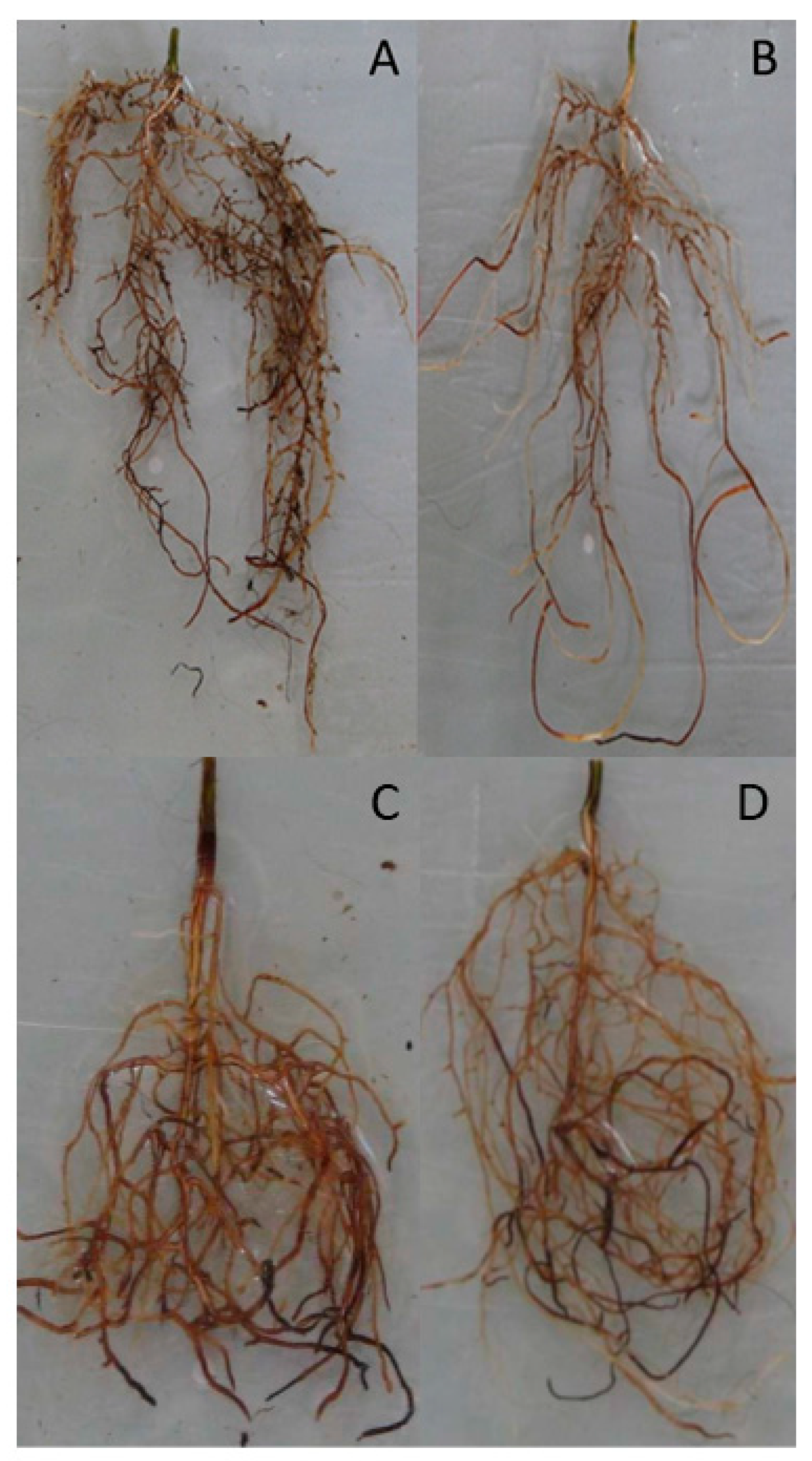 Agronomy 10 00712 g002 Agronomy 10 00712 g002