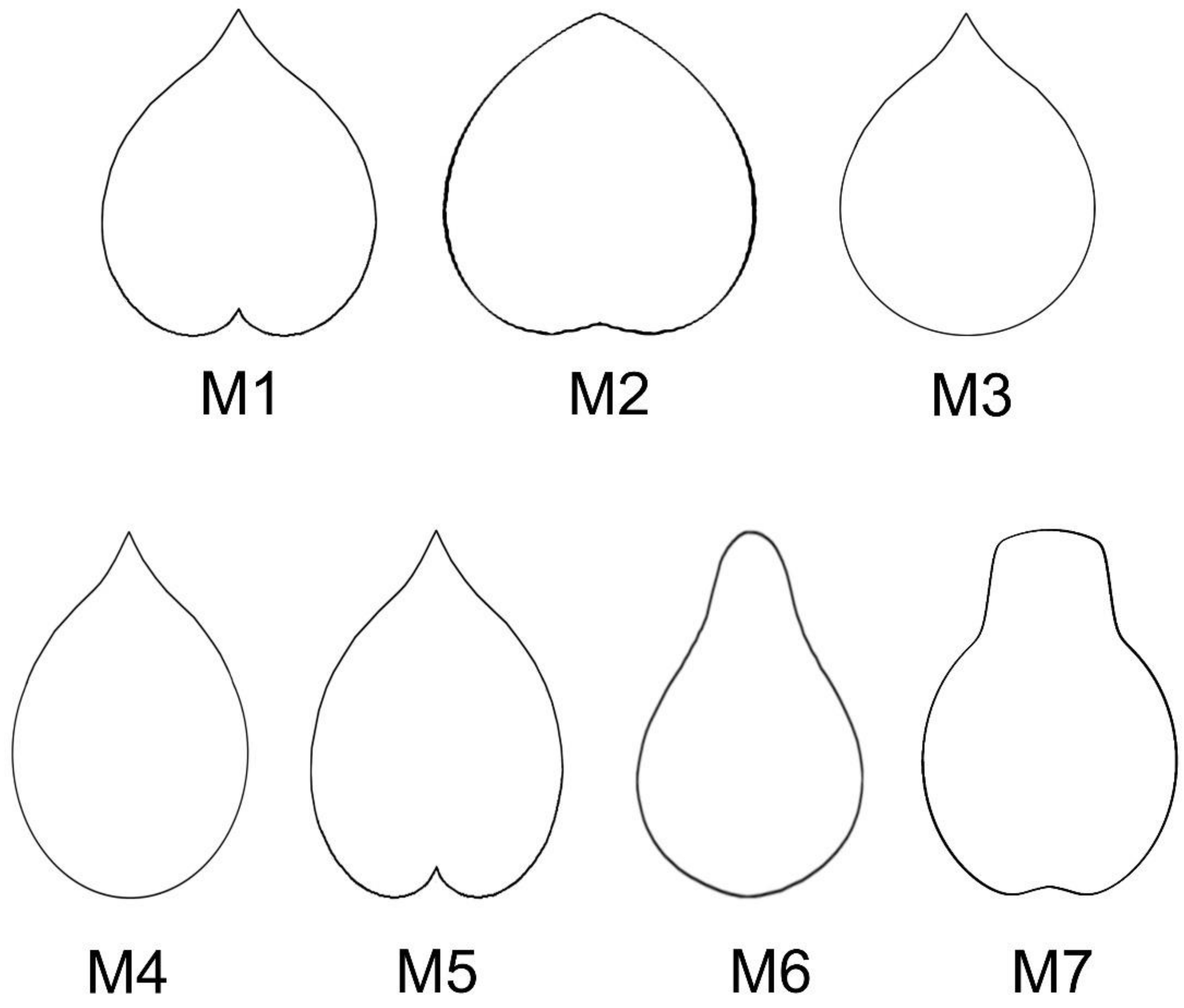 Agronomy Free Full Text Seed Morphology In The Vitaceae Based On Geometric Models Html