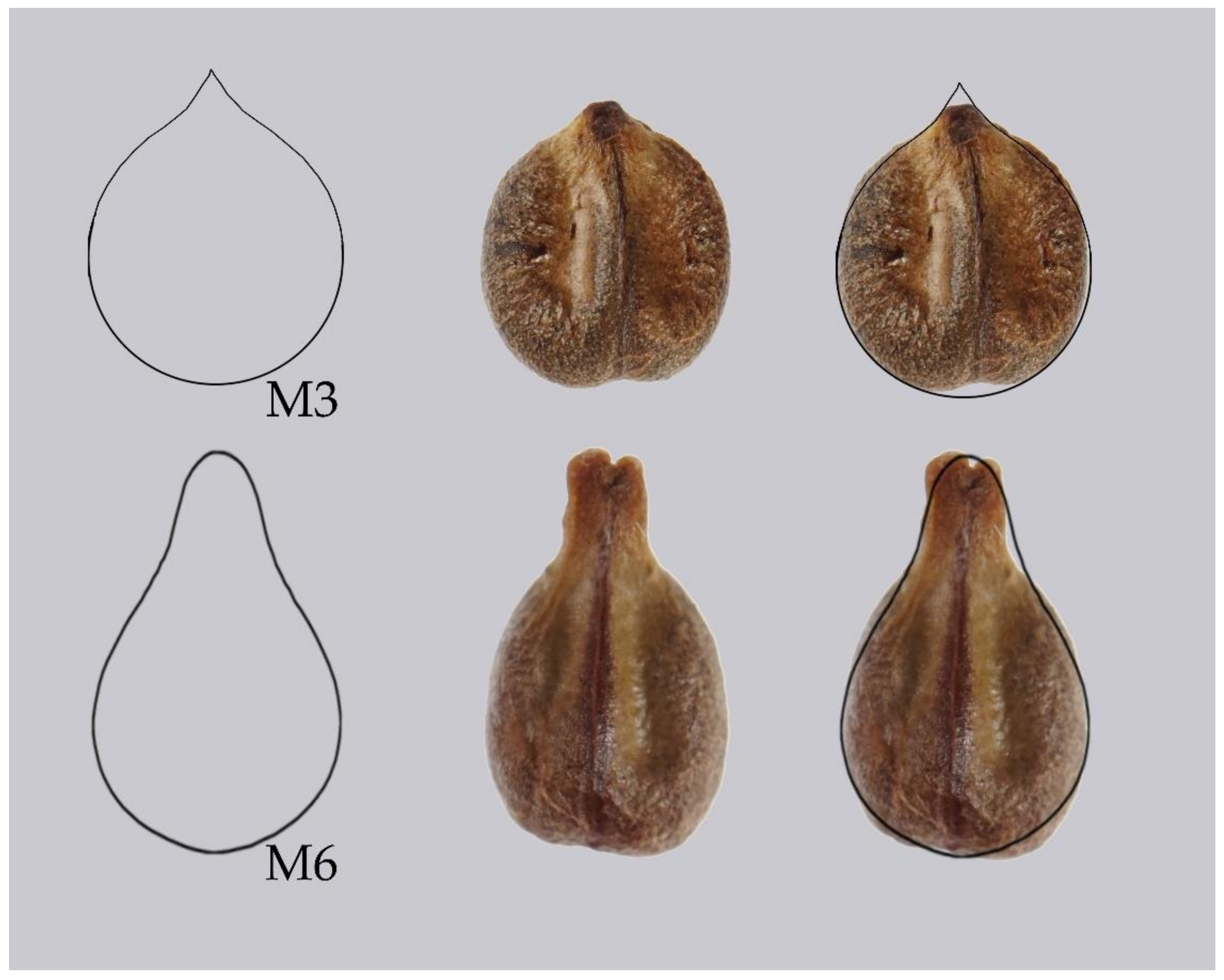 Agronomy Free Full Text Seed Morphology In The Vitaceae Based On Geometric Models Html