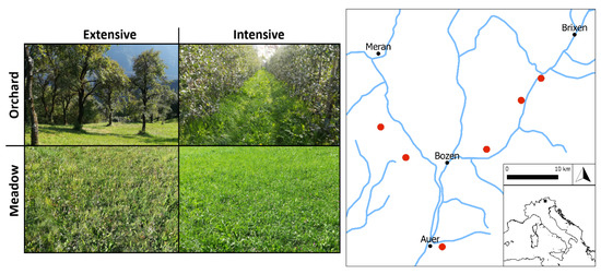 Agronomy | Free Full-Text | Management Intensification of Hay Meadows and  Fruit Orchards Alters Soil Macro- Invertebrate Communities Differently