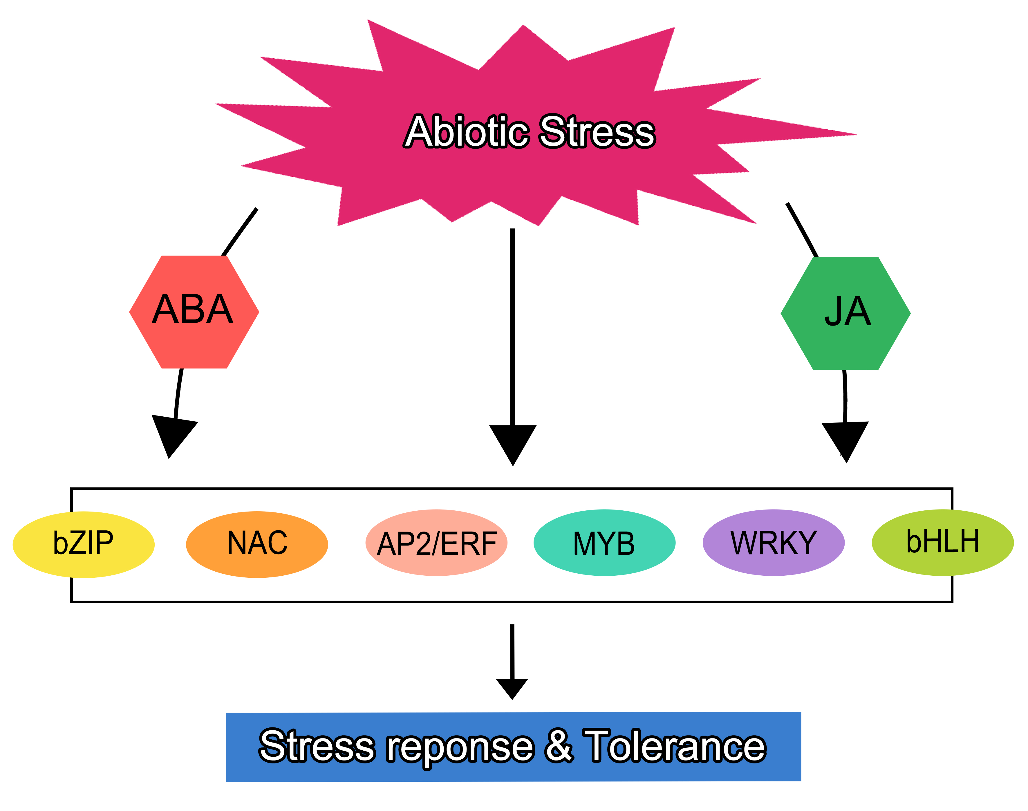 Agronomy | Free Full-Text | The Role Of Stress-Responsive Transcription ...