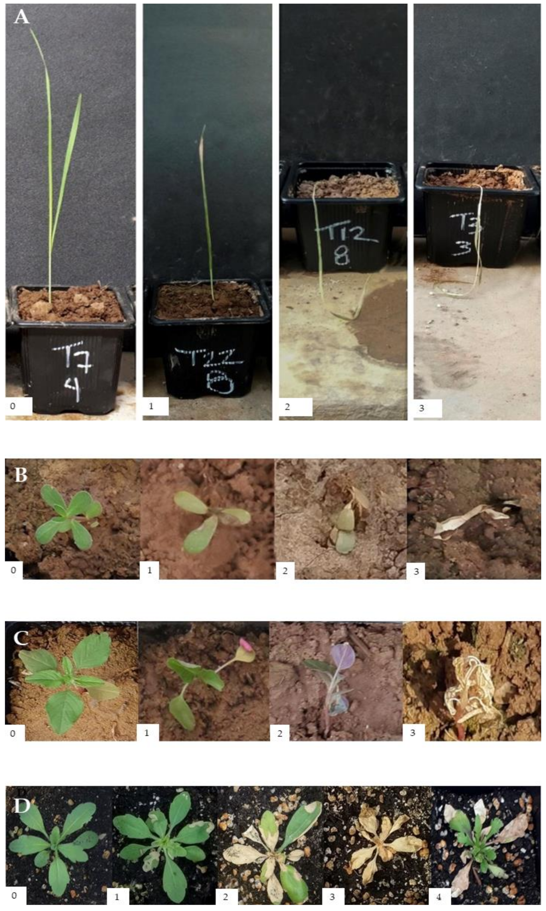 Agronomy 10 00791 g003 Agronomy 10 00791 g003