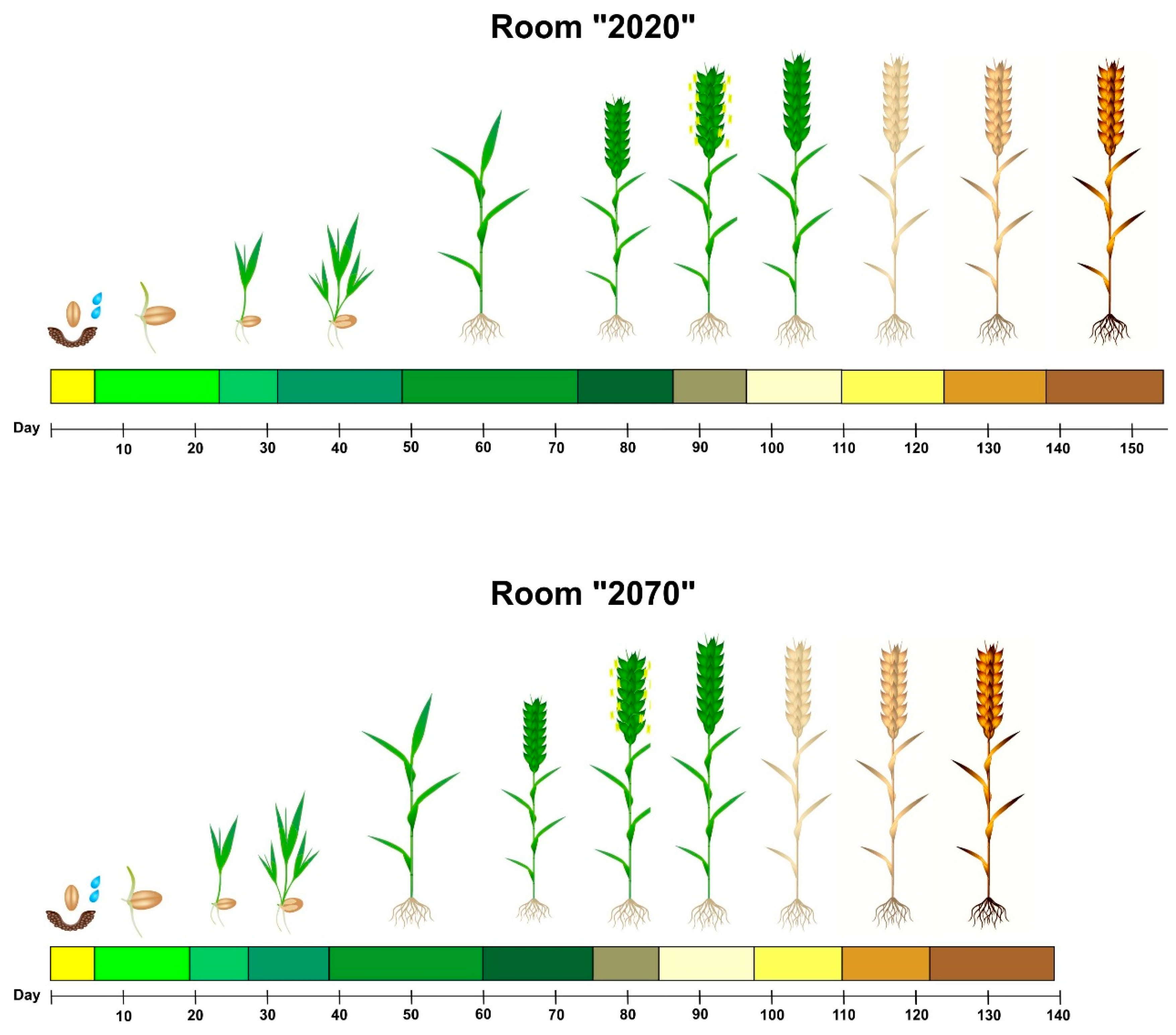 Wheat gene leaf rust фото 112