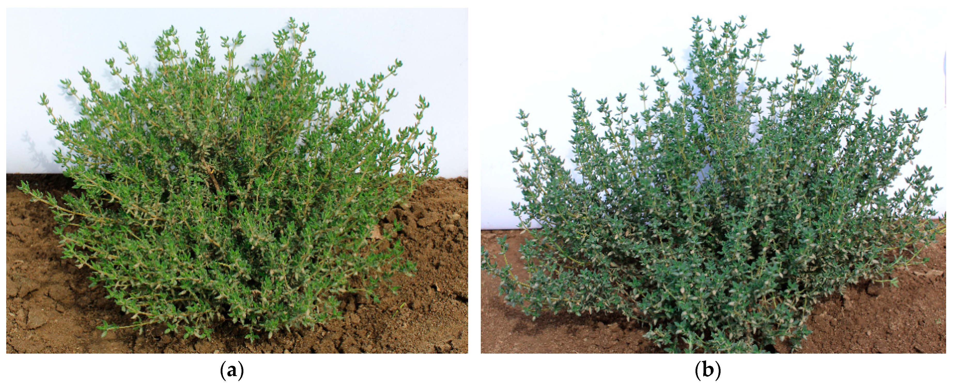 Agronomy 10 00909 g001 Agronomy 10 00909 g001