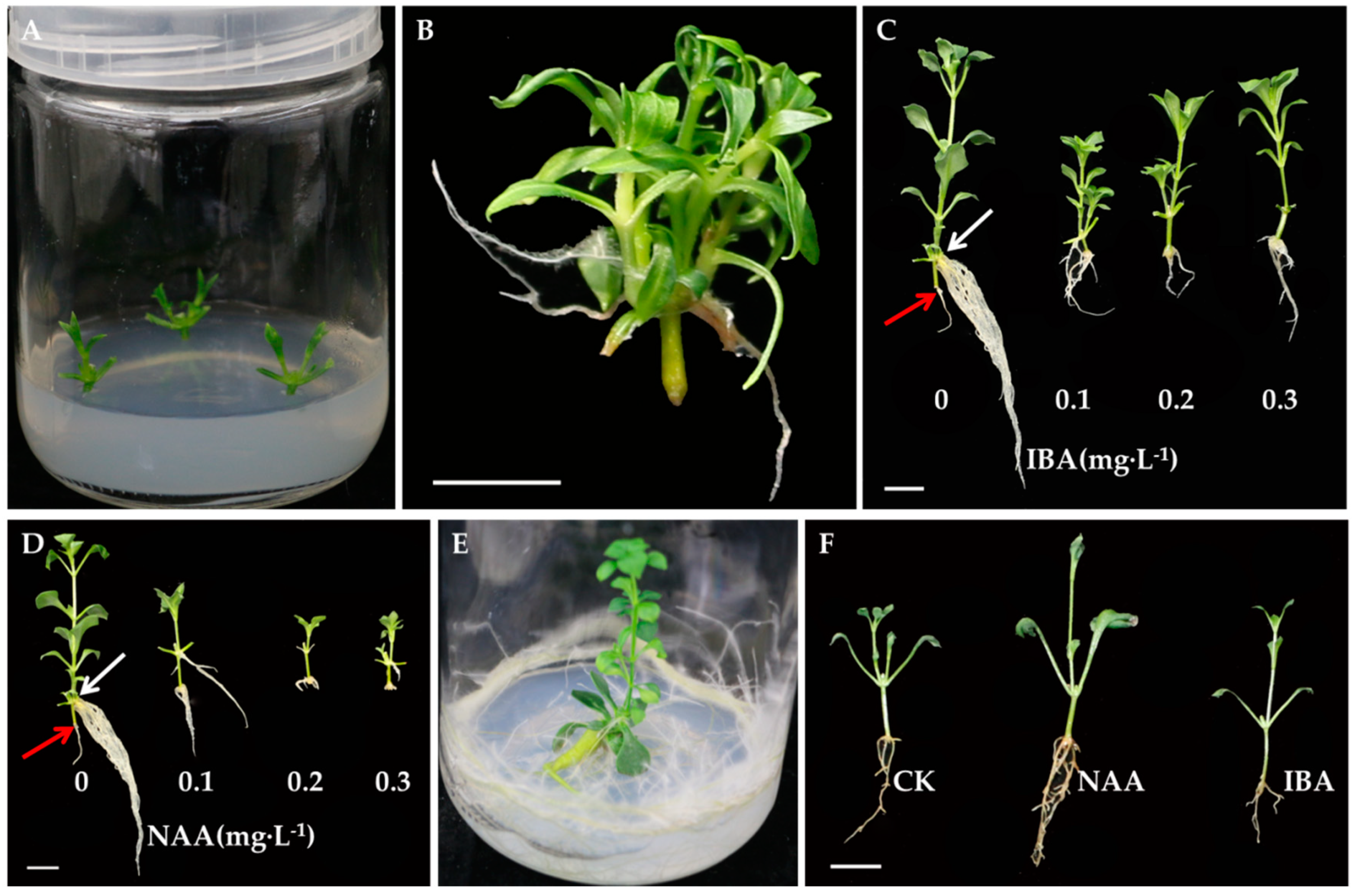 Agronomy 10 00949 g001