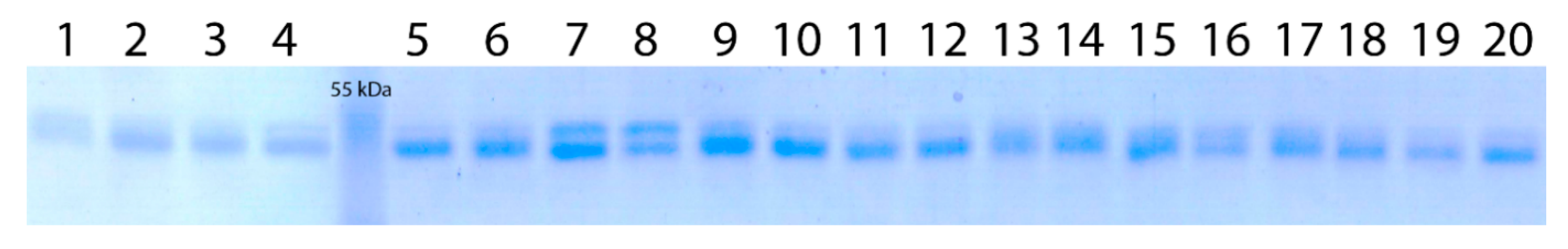 Agronomy 10 00963 g002