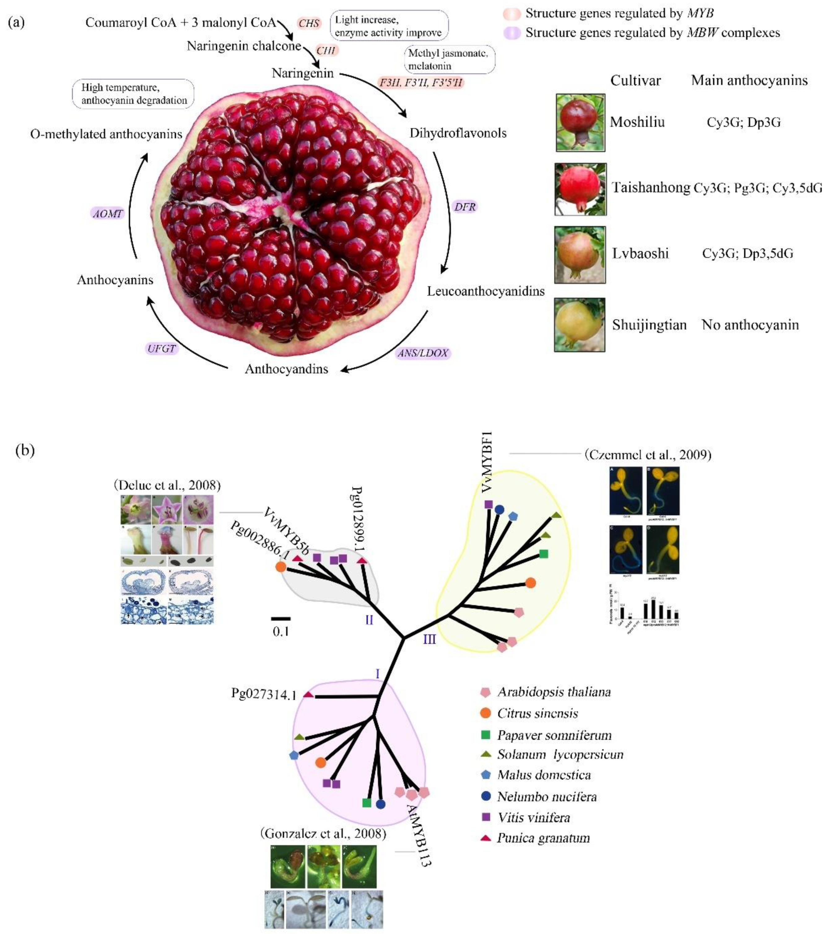 Agronomy | Free Full-Text | Fruit Breeding in Regard to Color and Seed  Hardness: A Genomic View from Pomegranate | HTML