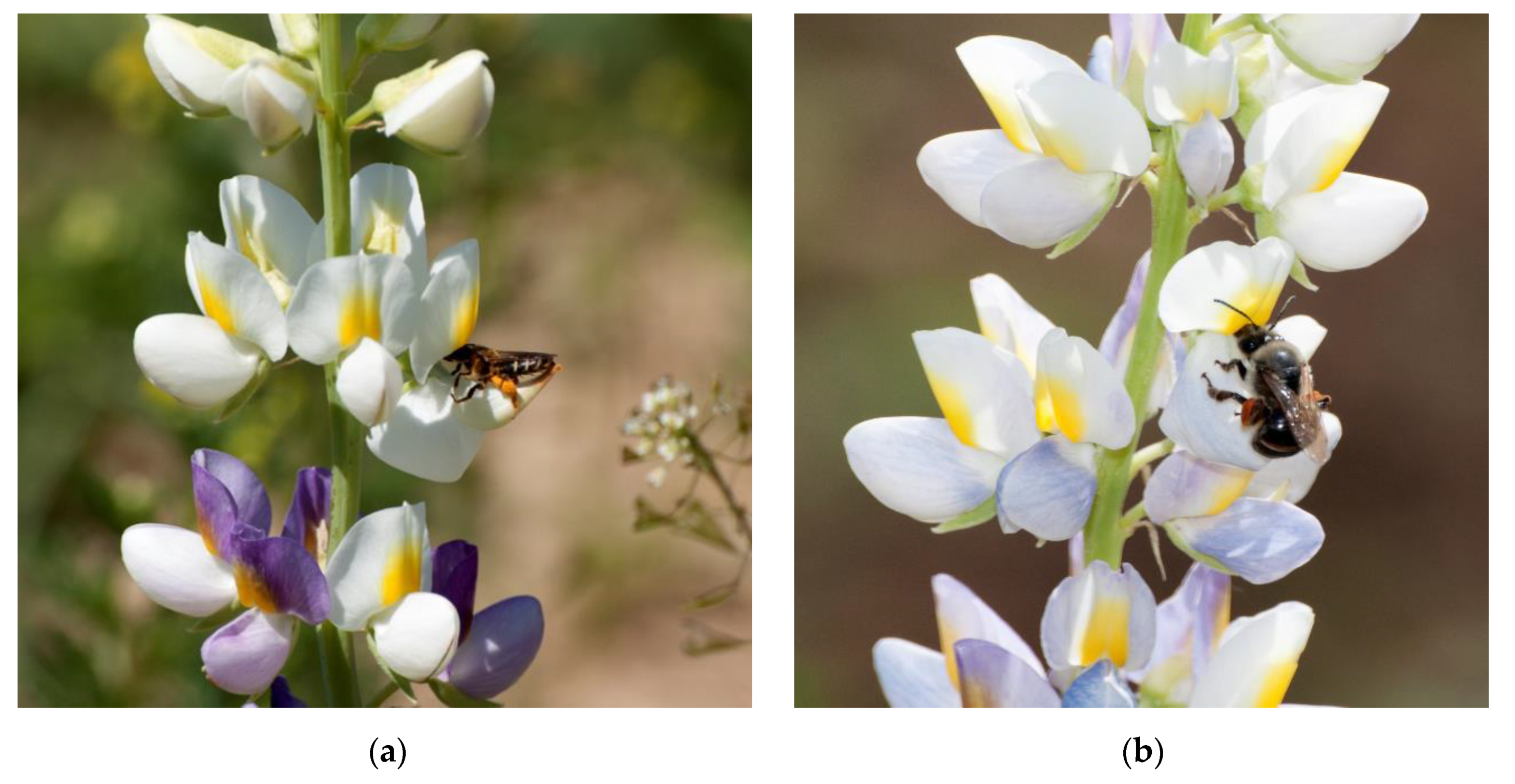 Agronomy Free Full Text State And Progress Of Andean Lupin Cultivation In Europe A Review Html