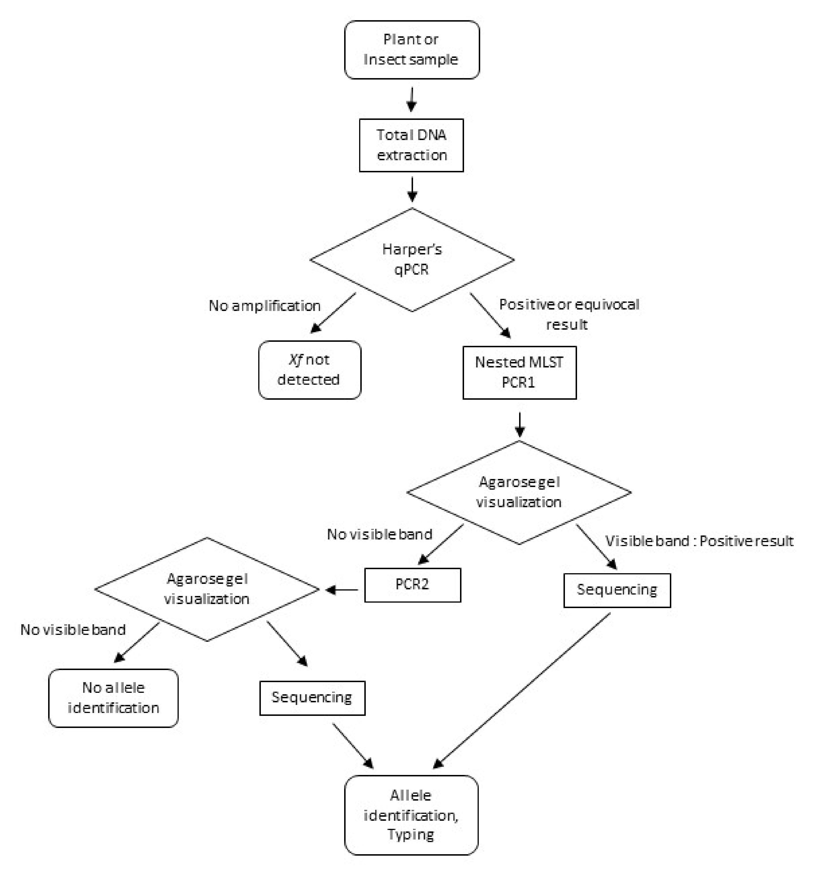 Agronomy Free Full Text Development Of A Nested Multilocus Sequence Typing Approach For A Highly Sensitive And Specific Identification Of Xylella Fastidiosa Subspecies Directly From Plant Samples