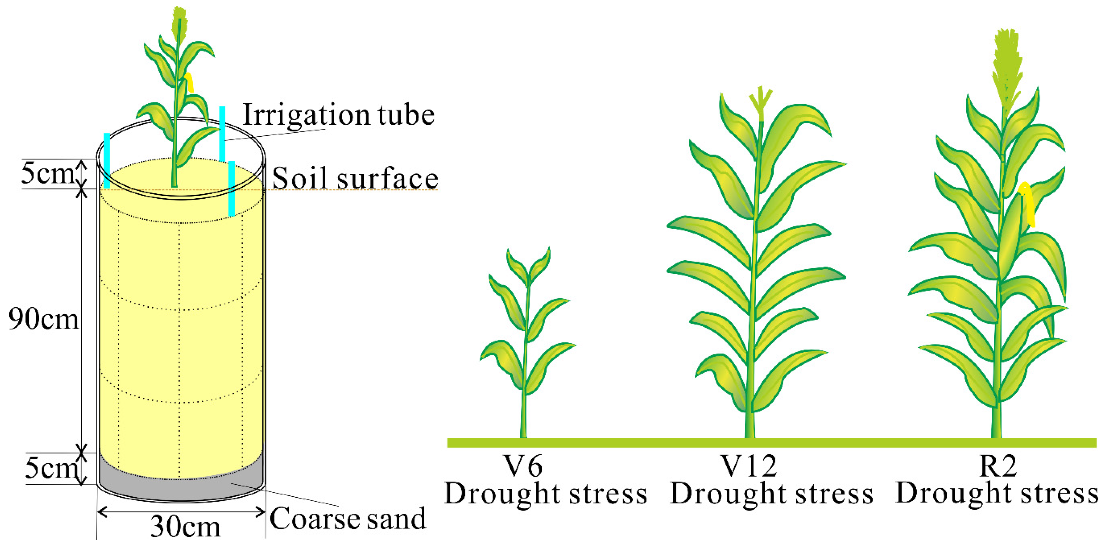 Agronomy 10 01136 g001
