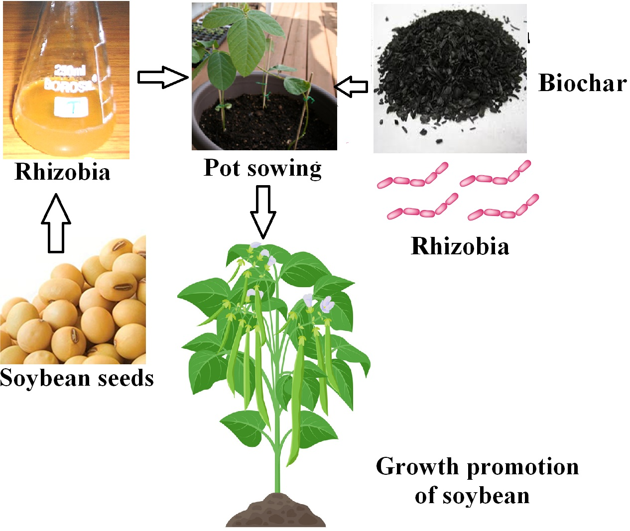 Agronomy Free Full Text Co Inoculation Of Rhizobacteria And Biochar