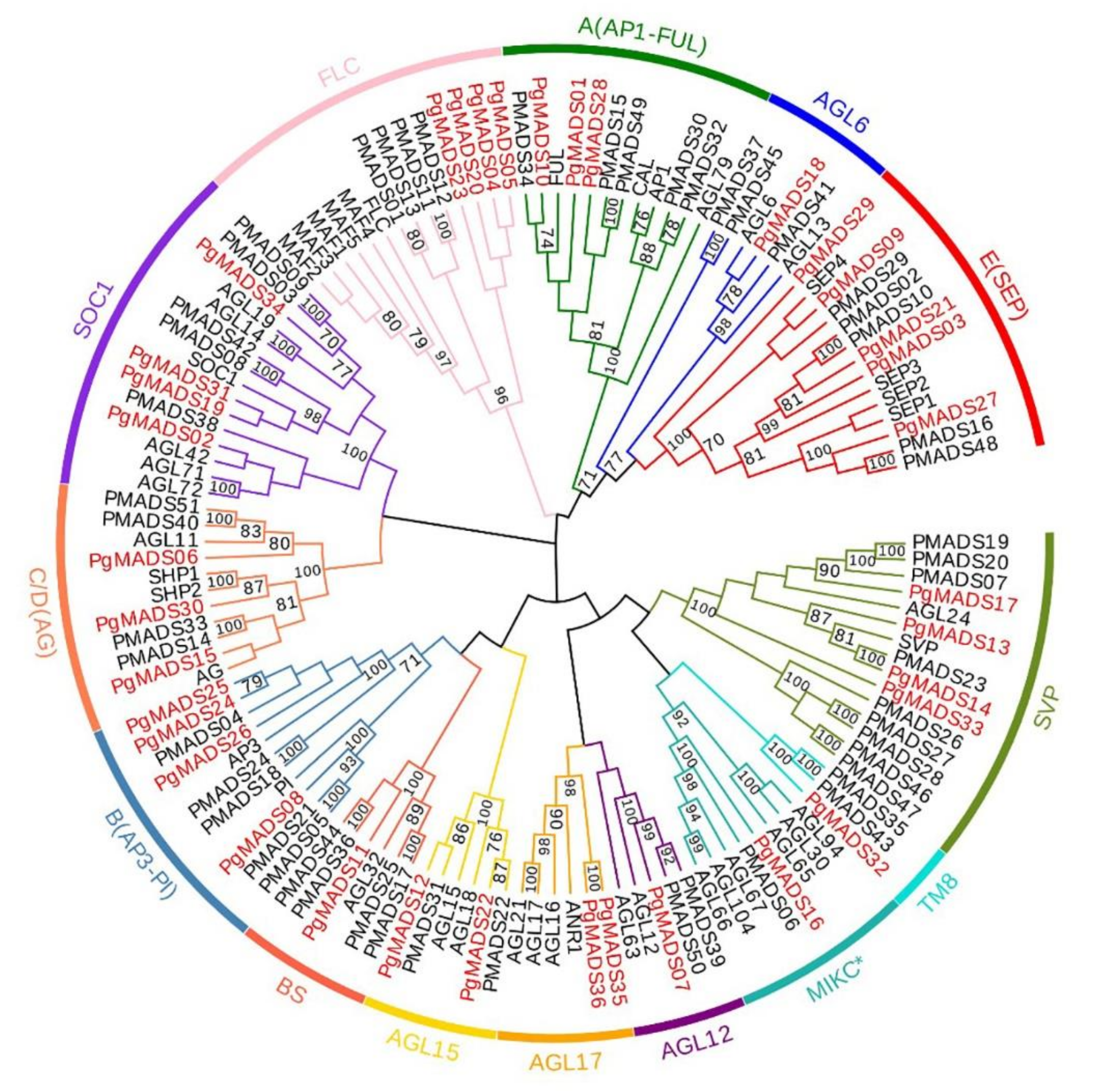 Agronomy Free Full Text Genome Wide Identification and