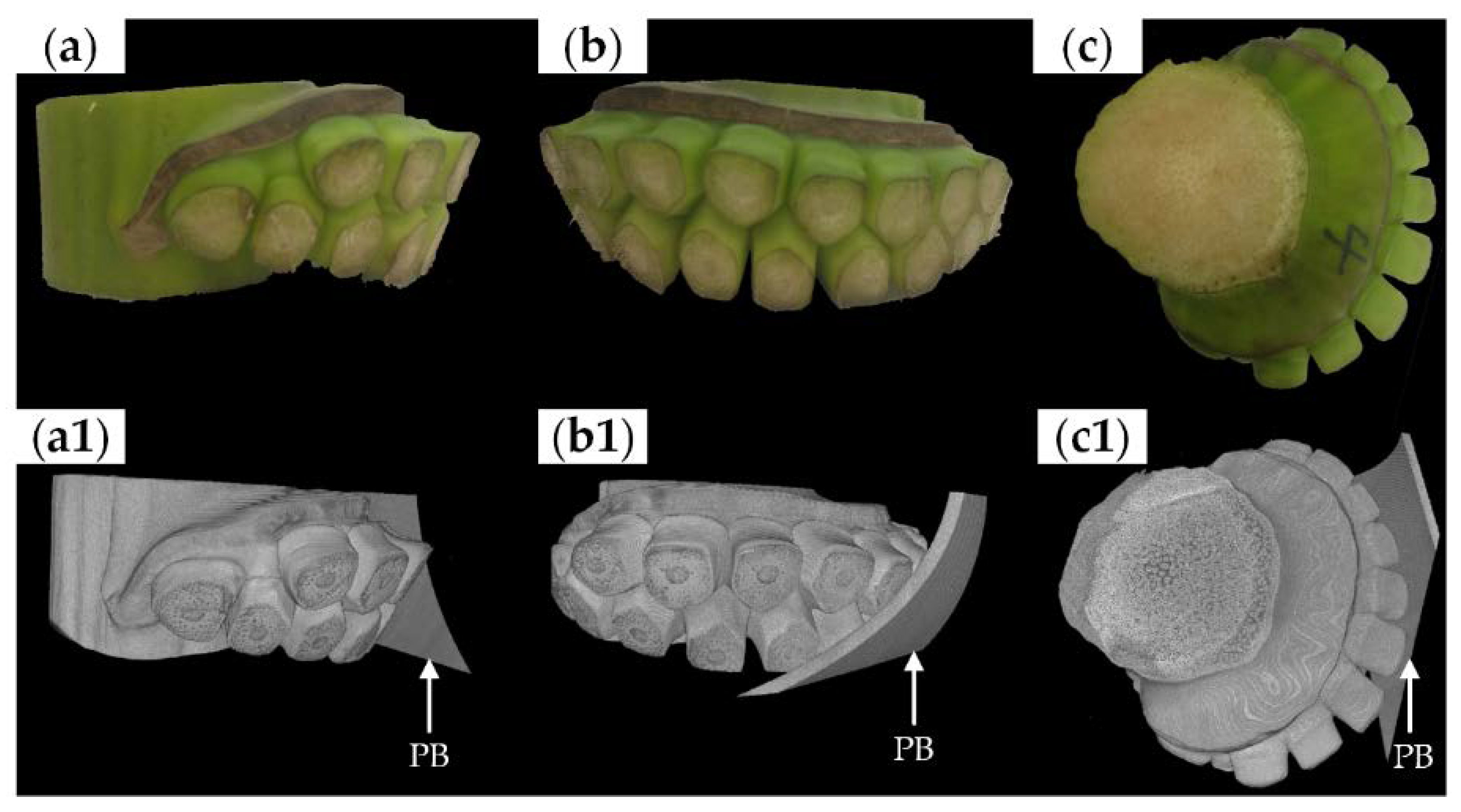 Agronomy 10 01199 g002
