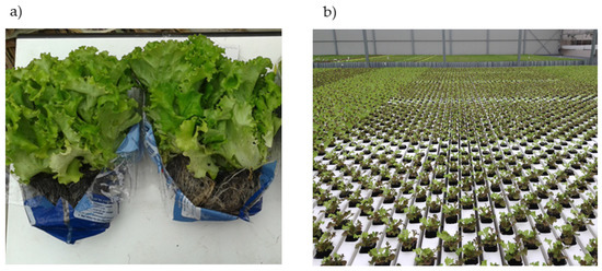 Agronomy | Free Full-Text | Reducing Nitrate Accumulation and Fertilizer  Use in Lettuce with Modified Intermittent Nutrient Film Technique (NFT)  System | HTML