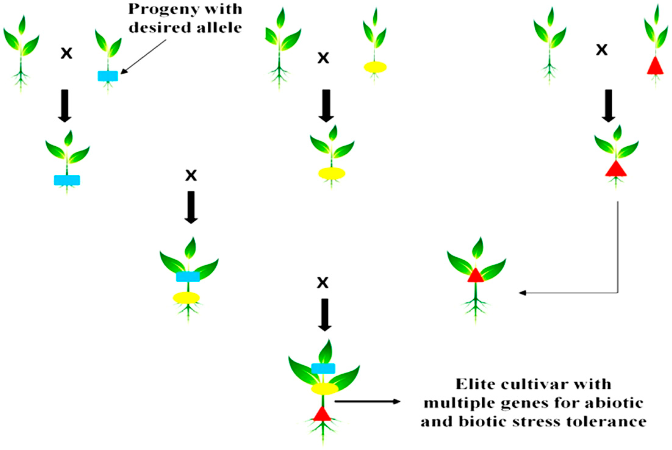 Agronomy | Free Full-Text | Gene Pyramiding for Sustainable Crop  Improvement against Biotic and Abiotic Stresses