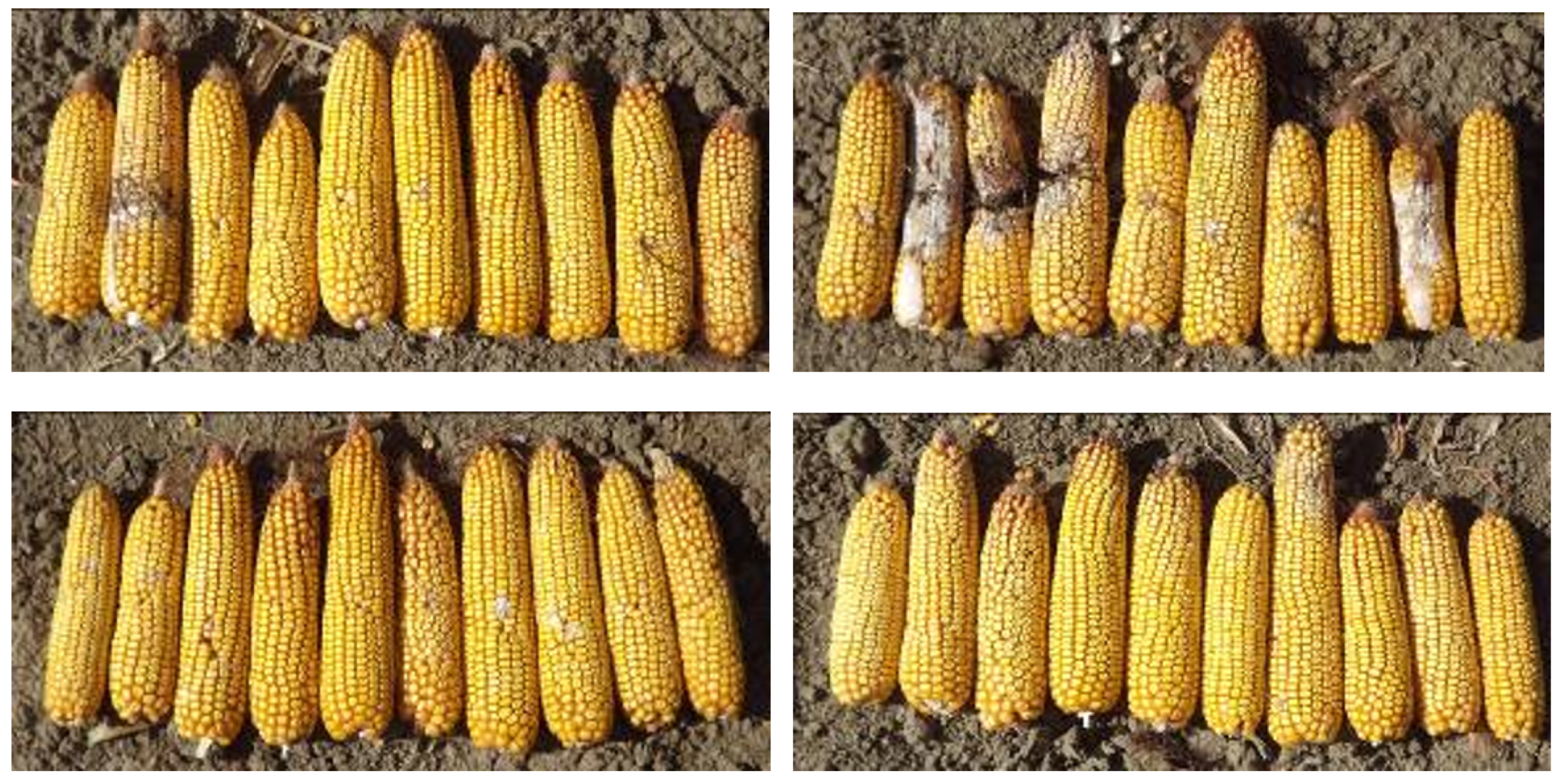 Agronomy | Free Full-Text | Resistance of Maize Hybrids to Fusarium  graminearum, F. culmorum, and F. verticillioides Ear Rots with Toothpick  and Silk Channel Inoculation, as Well as Their Toxin Production | HTML